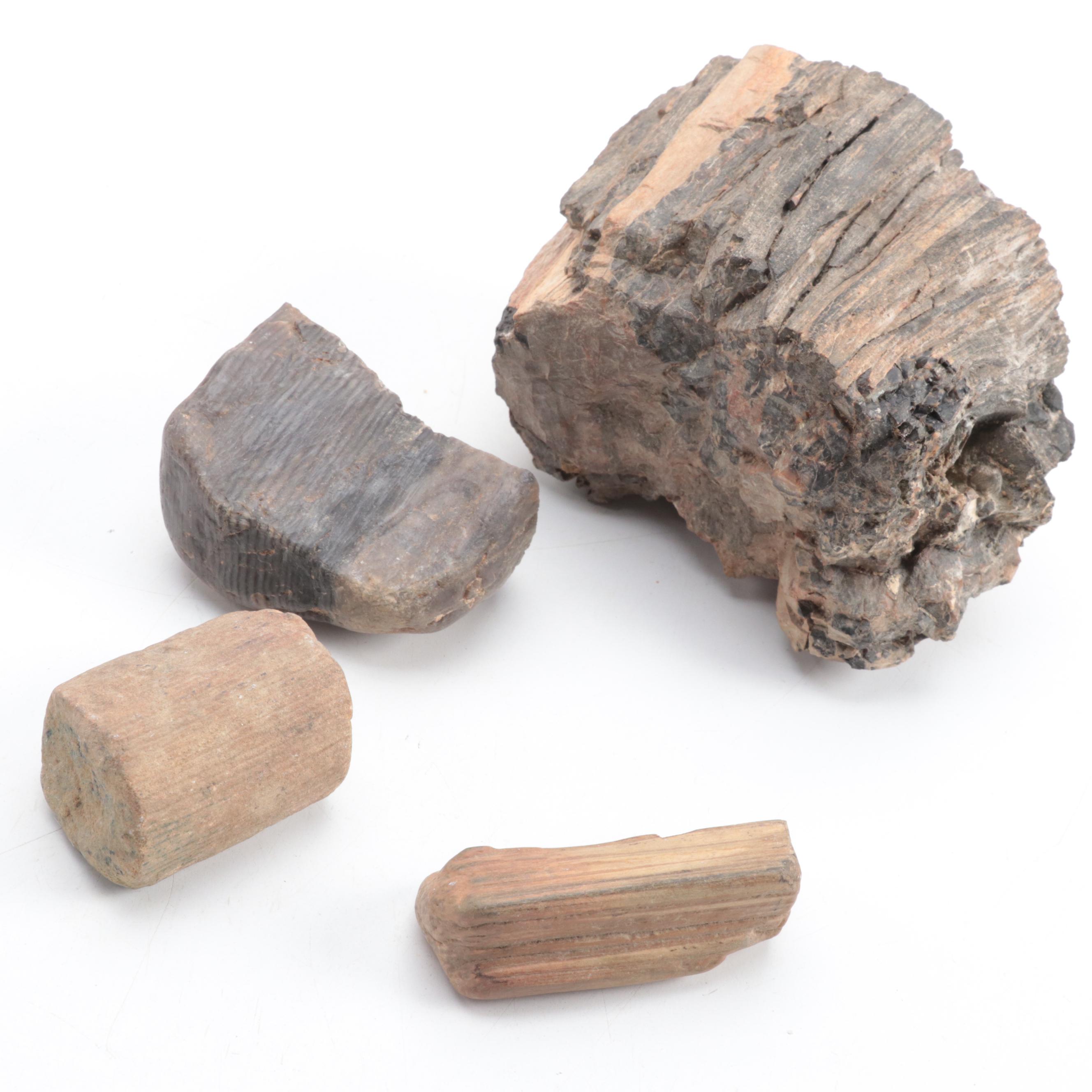 Ammonoid, Petrified Wood, Calamite, More Plant Fossils and Mineral Specimens