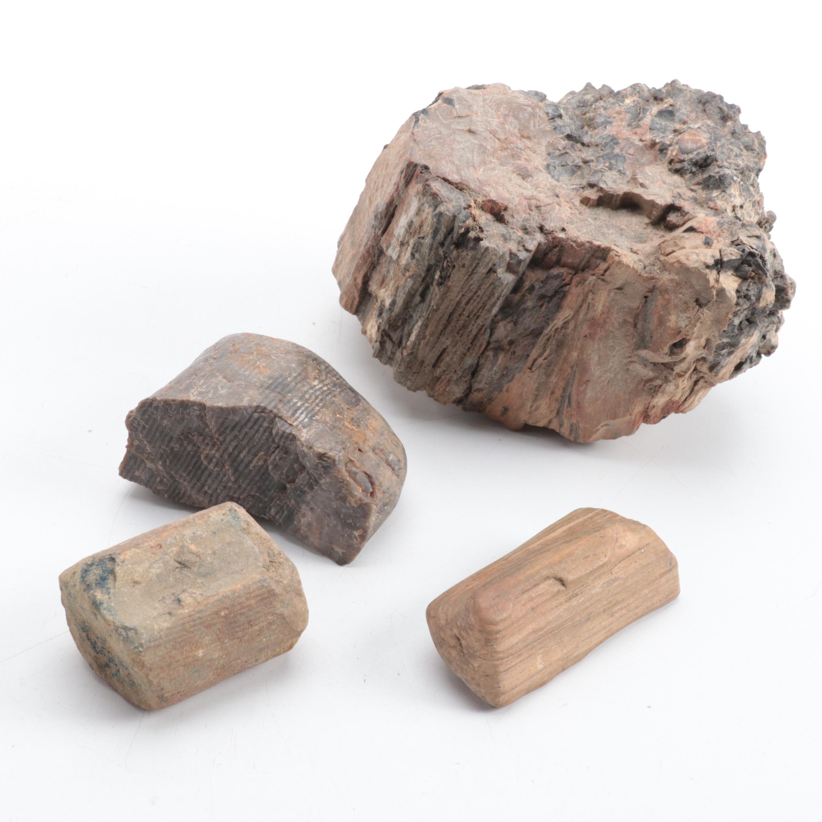 Ammonoid, Petrified Wood, Calamite, More Plant Fossils and Mineral Specimens