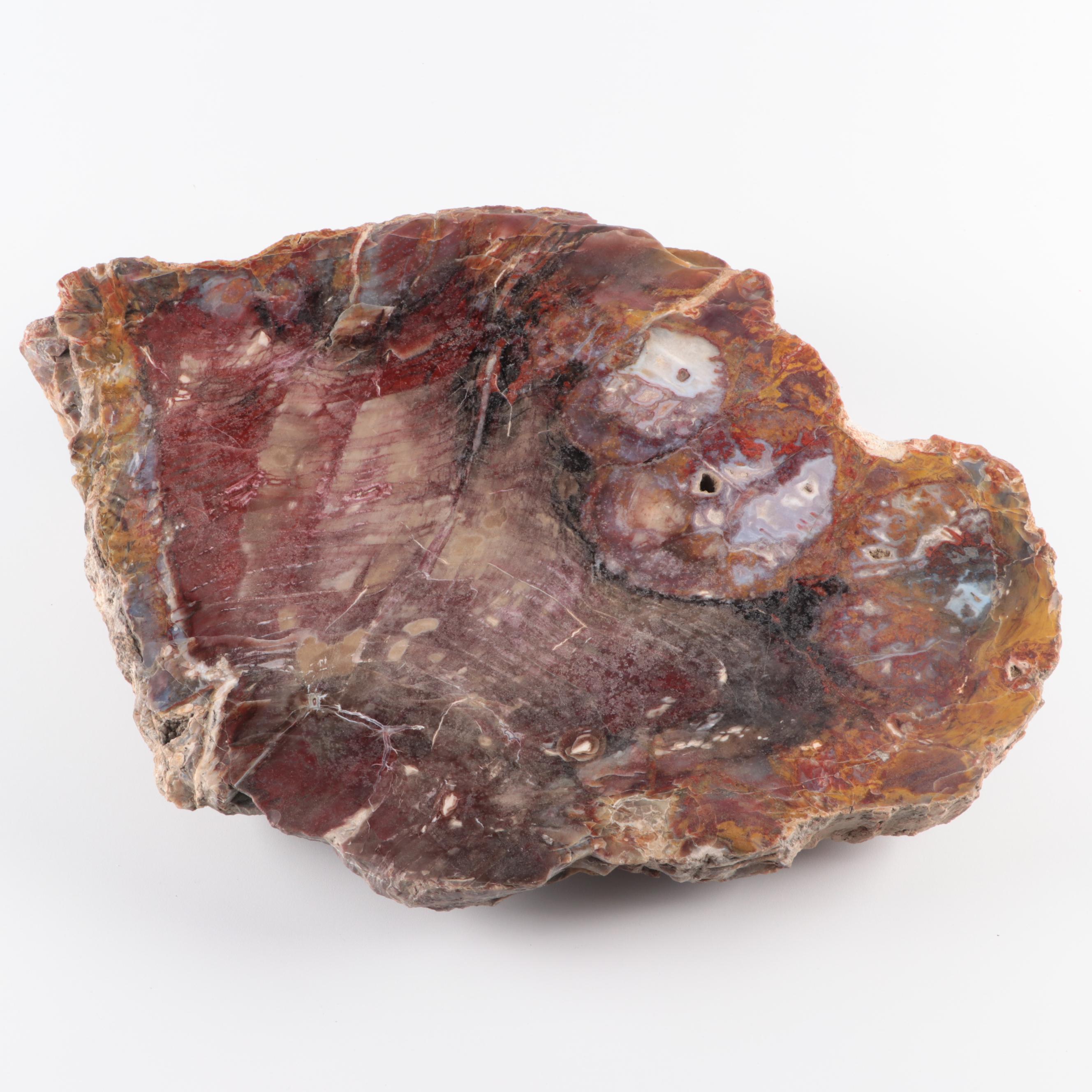 Polished Petrified Wood Slab