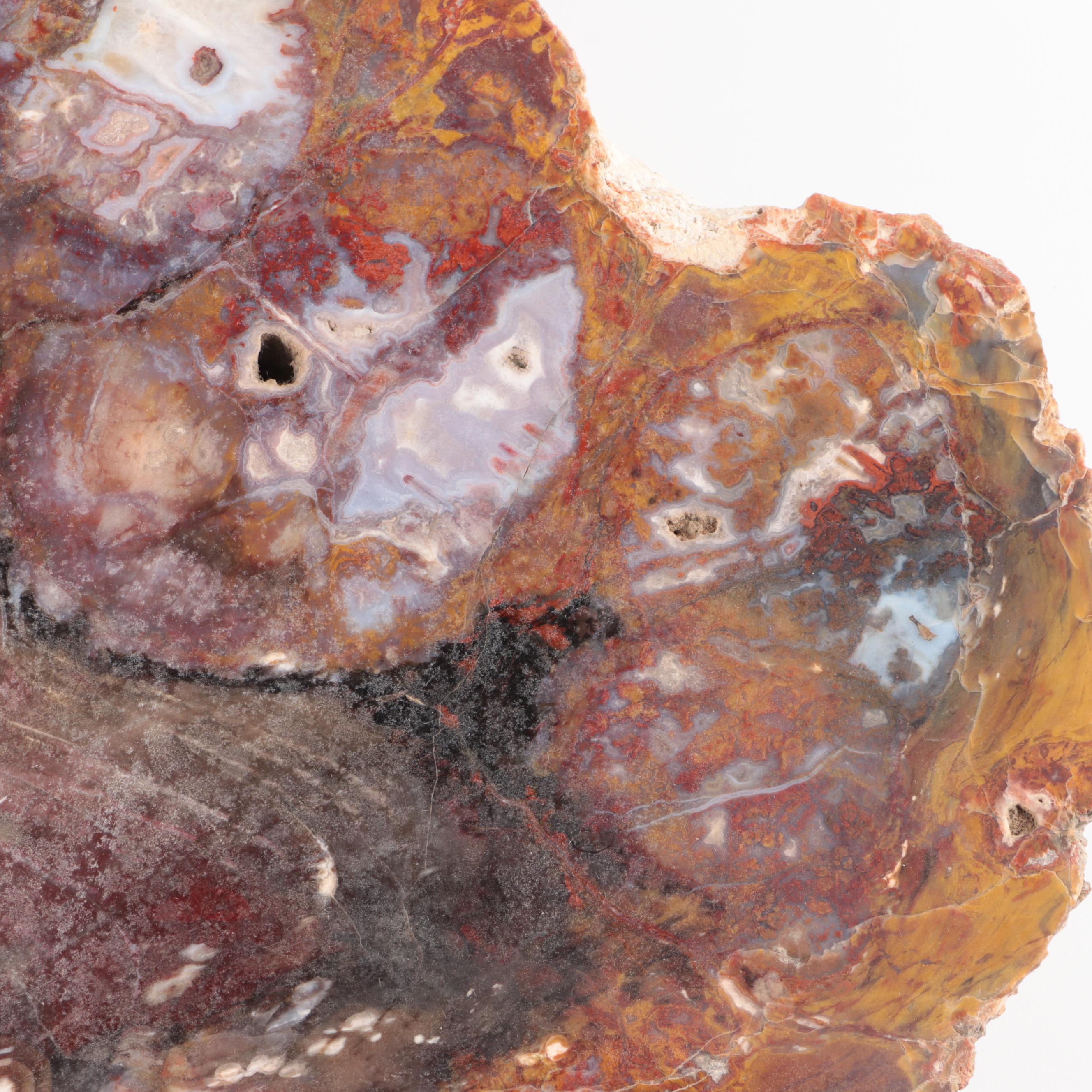 Polished Petrified Wood Slab