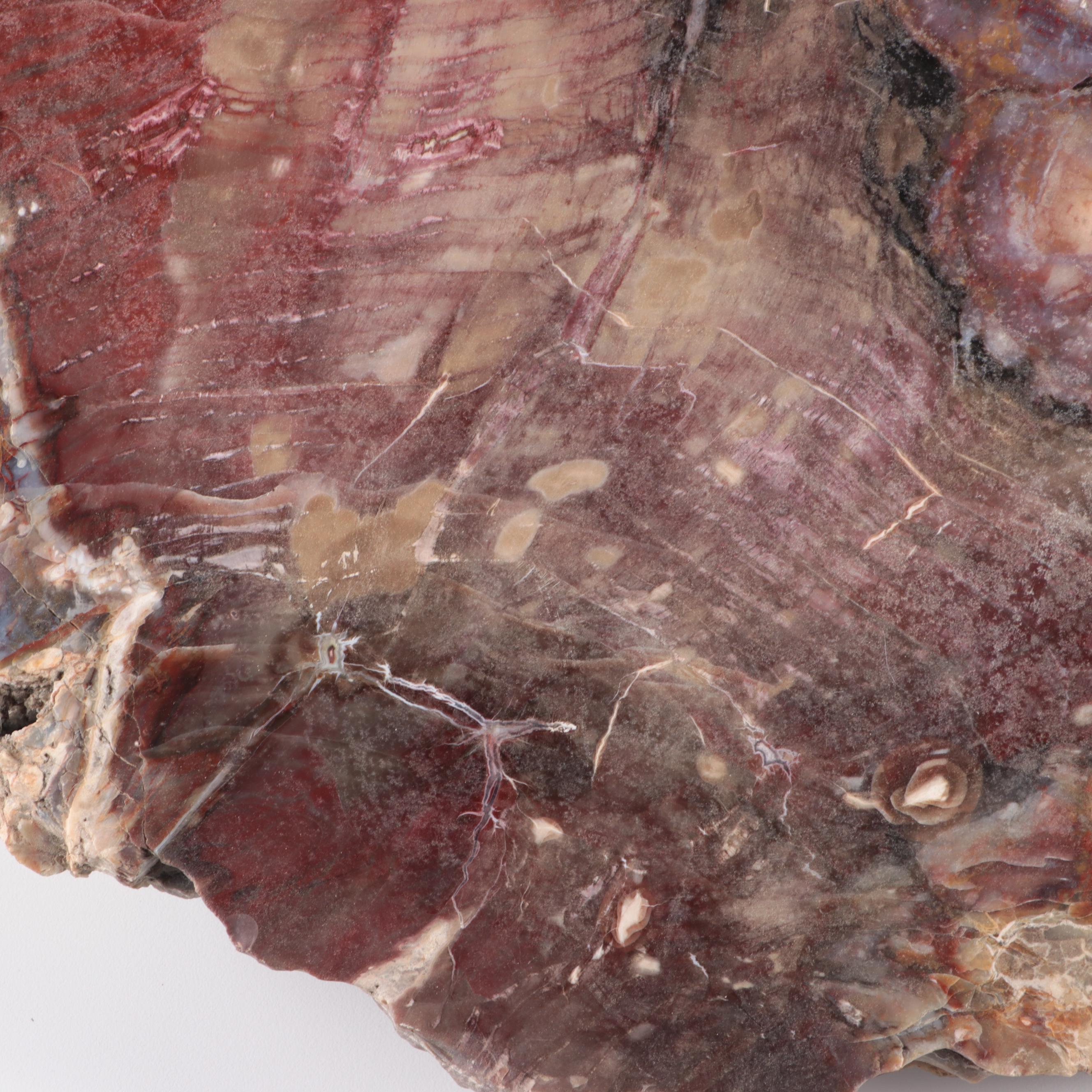 Polished Petrified Wood Slab