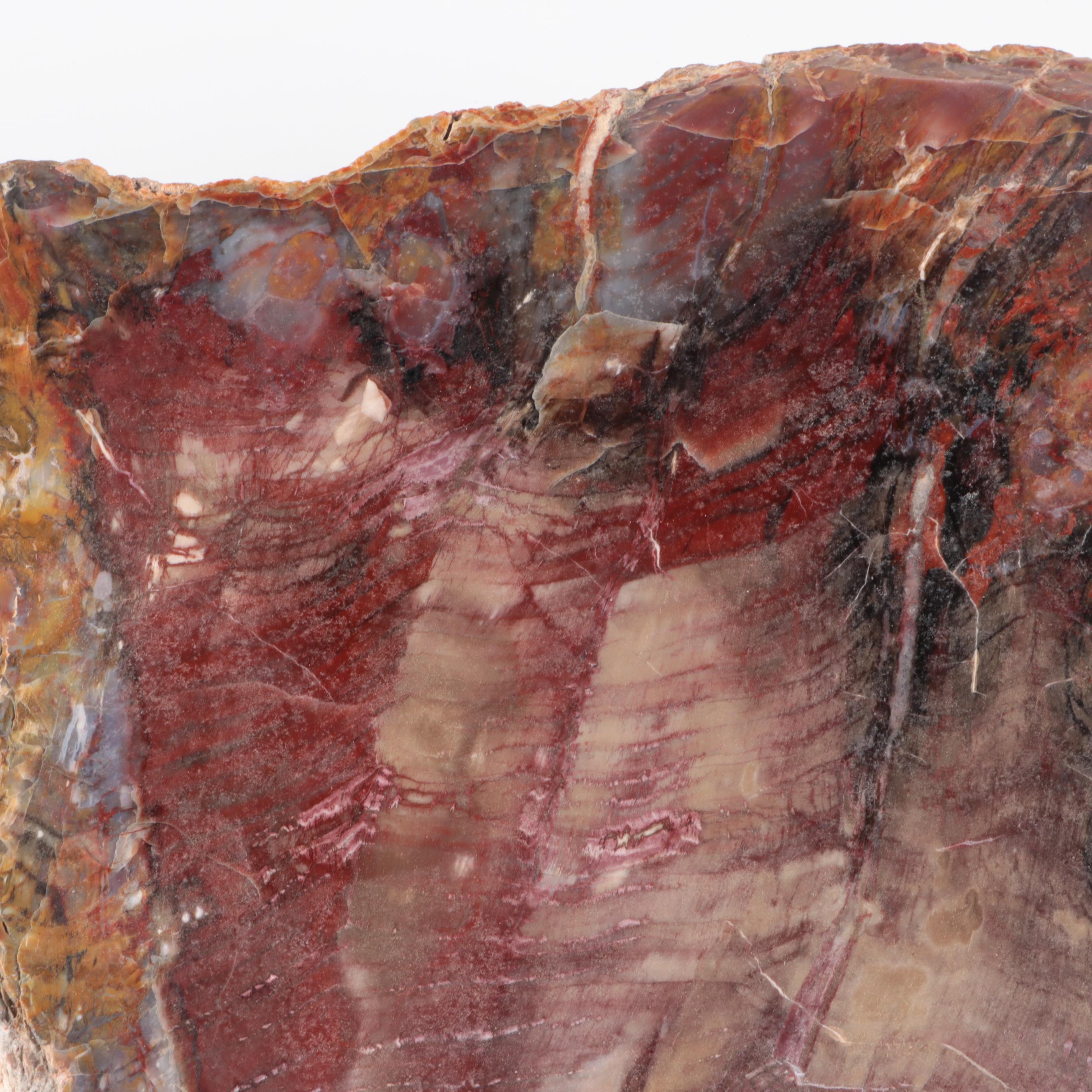 Polished Petrified Wood Slab