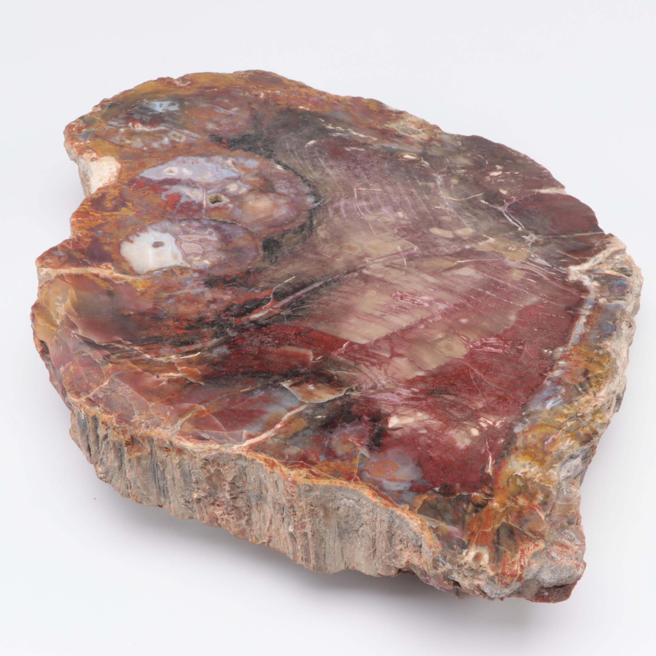 Polished Petrified Wood Slab