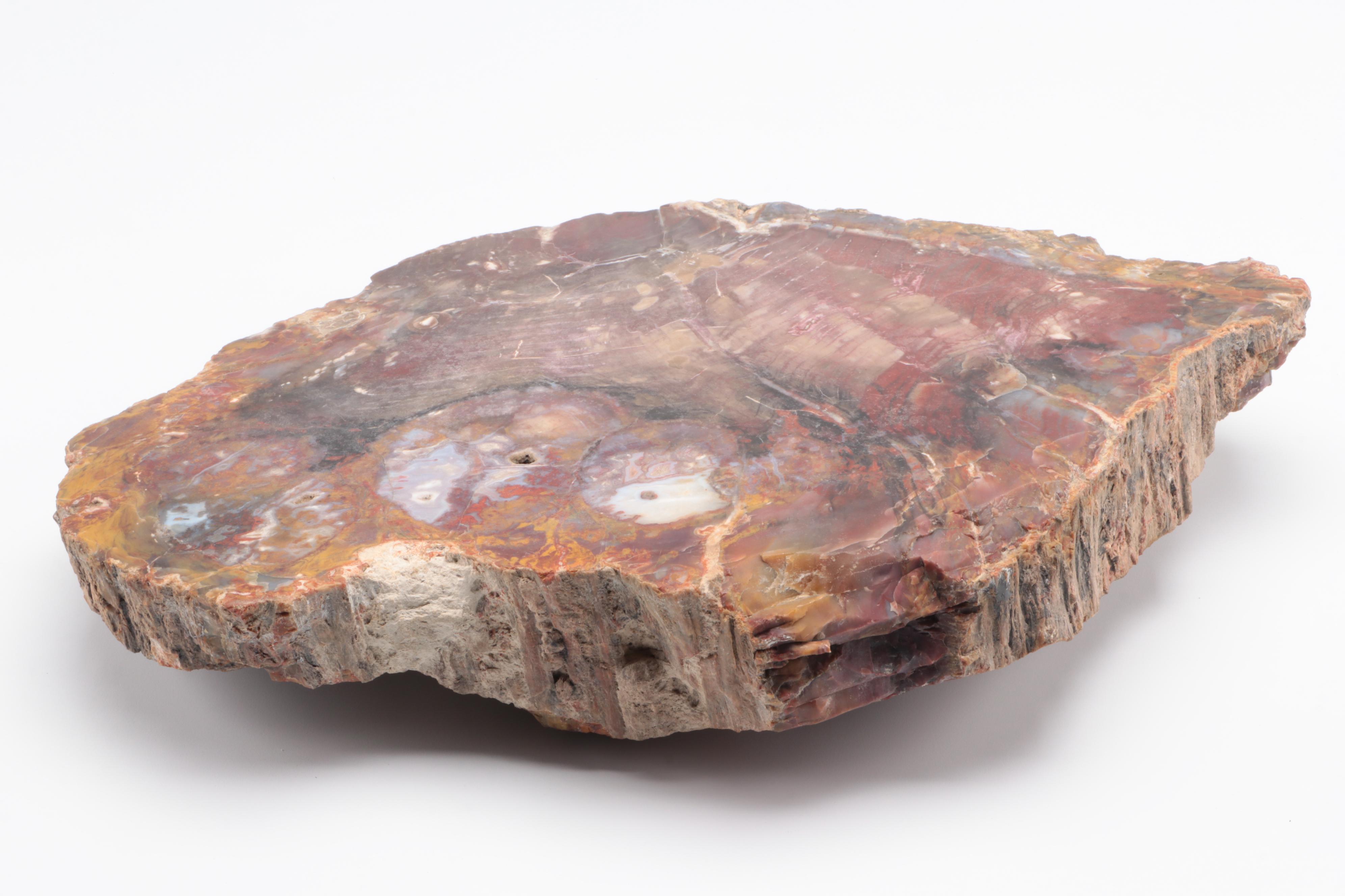 Polished Petrified Wood Slab