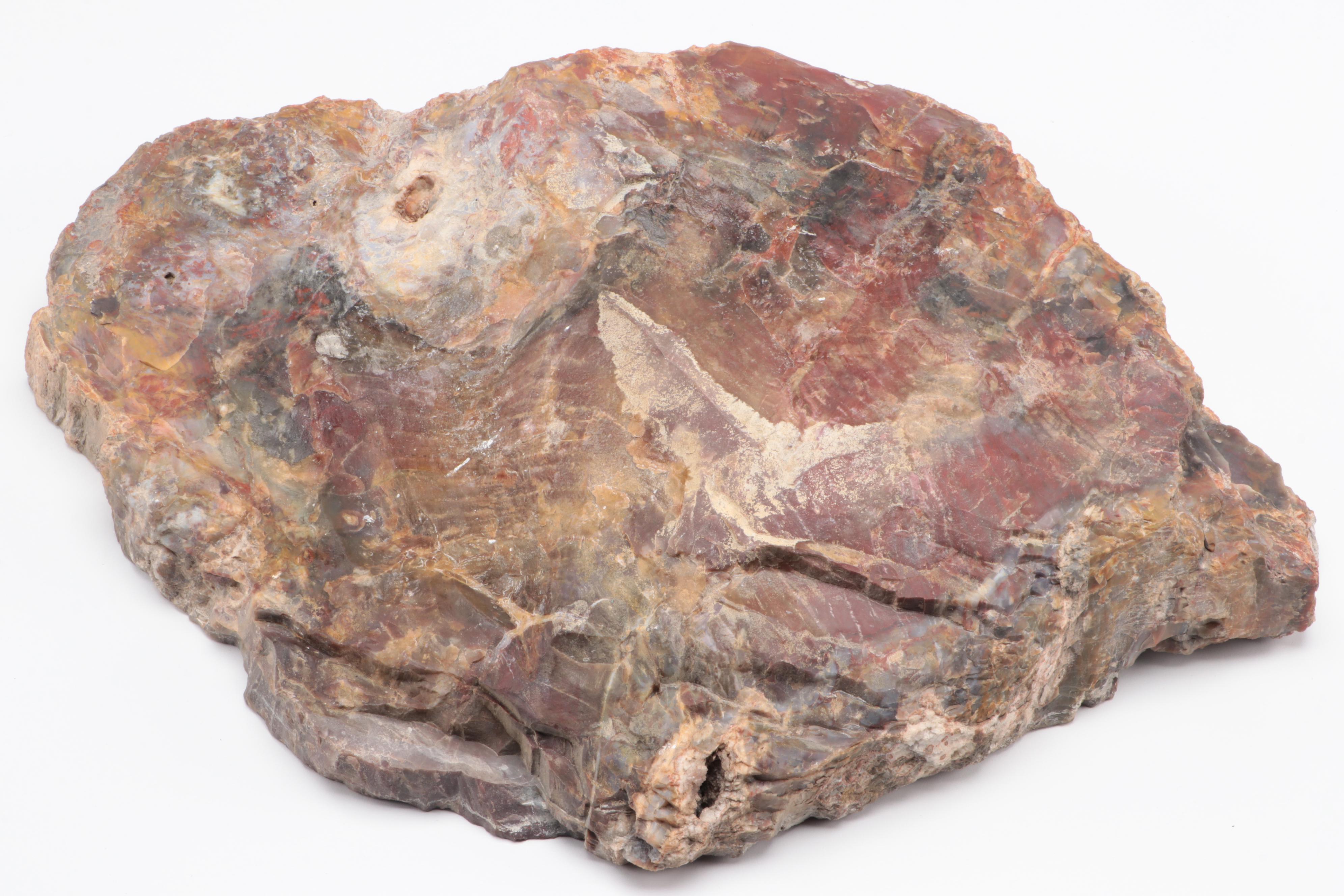 Polished Petrified Wood Slab