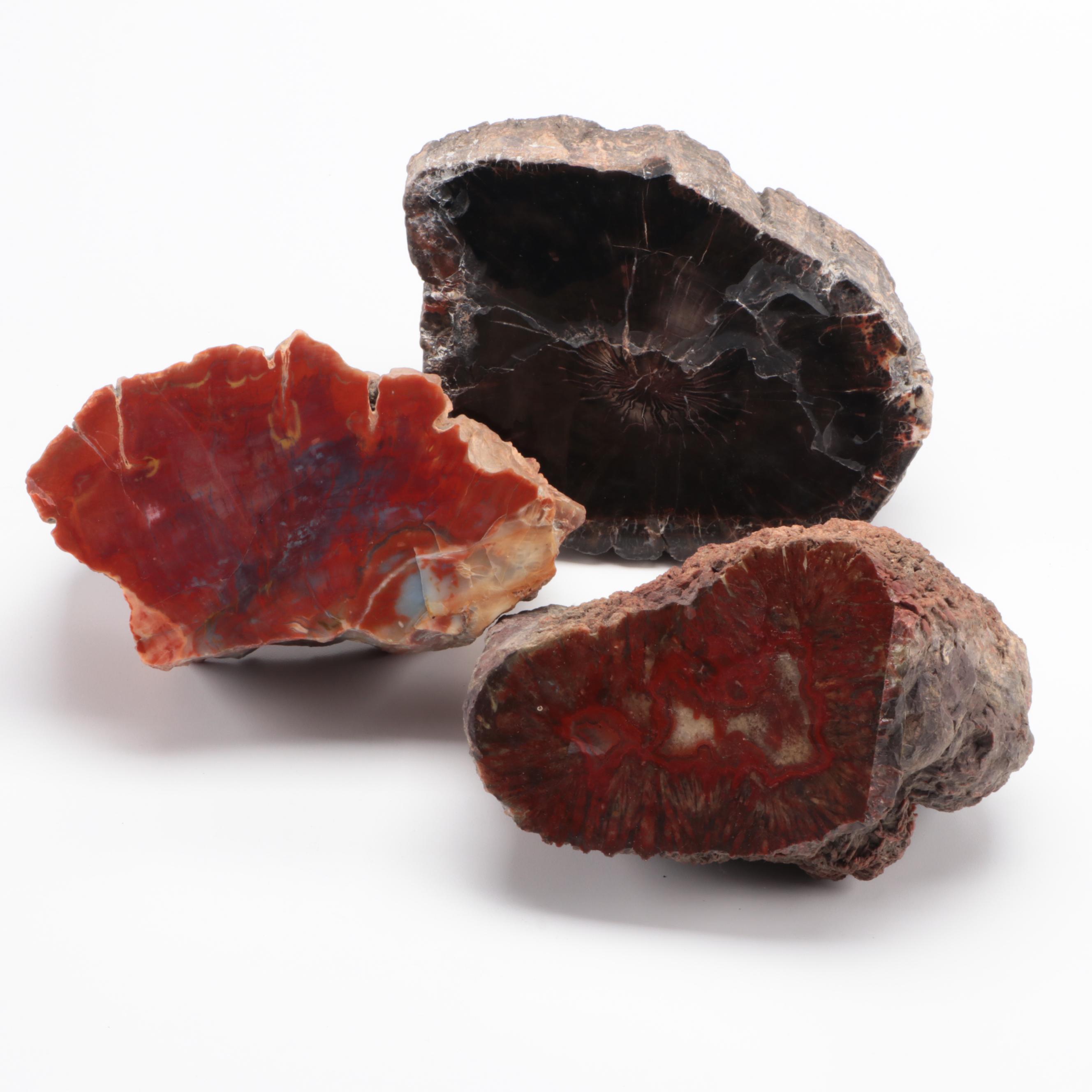 Three Polished Petrified Wood Slabs