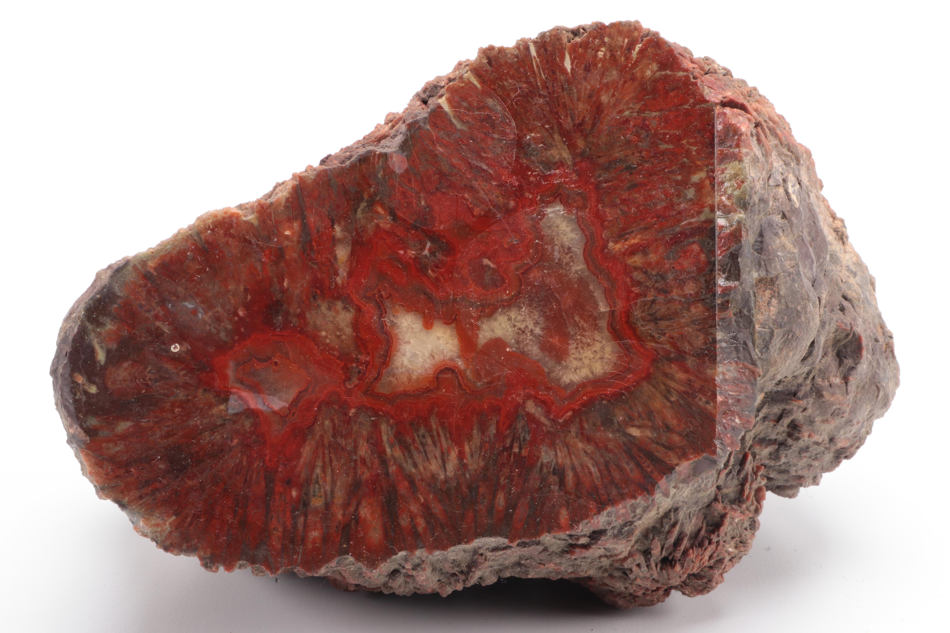 Three Polished Petrified Wood Slabs