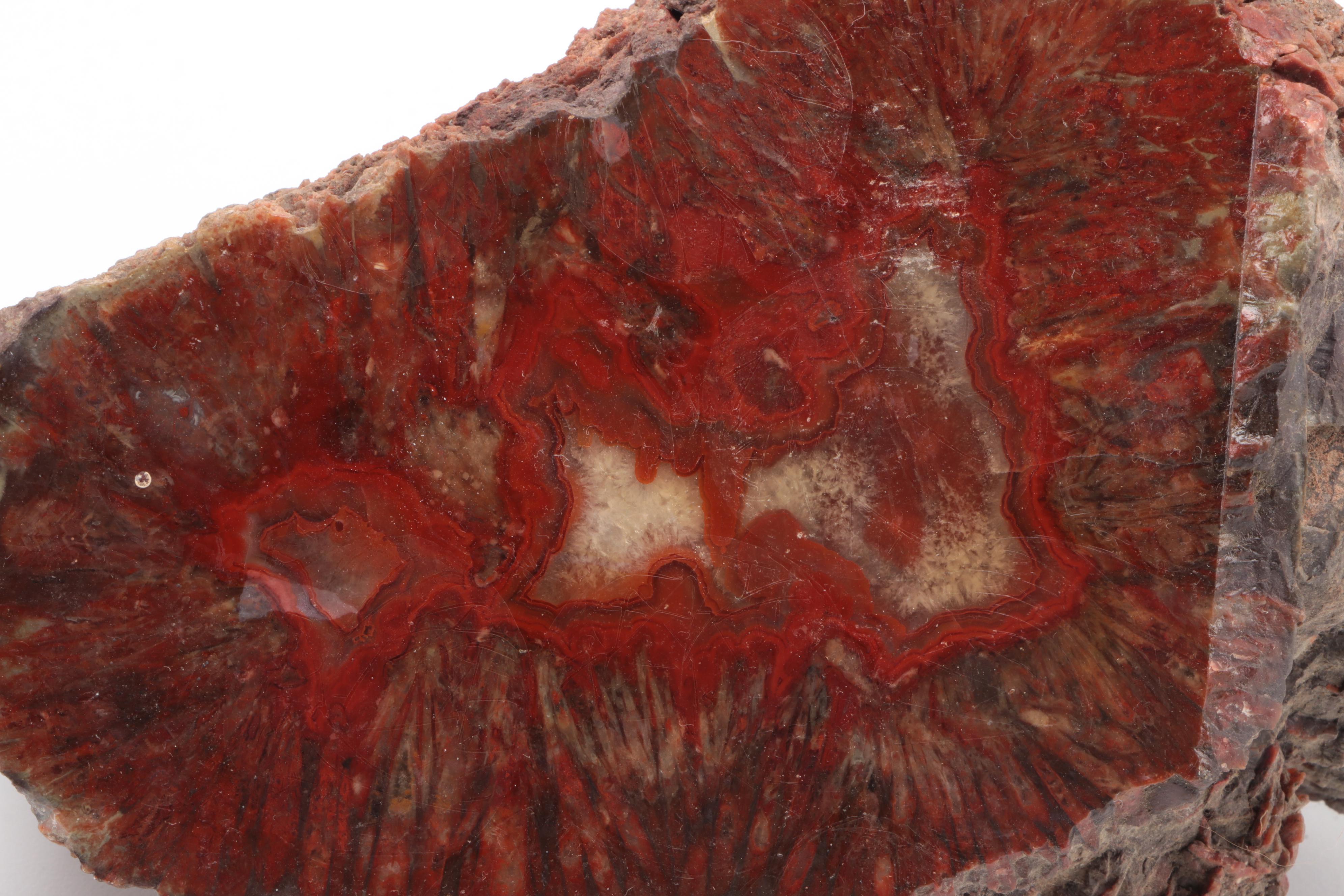 Three Polished Petrified Wood Slabs