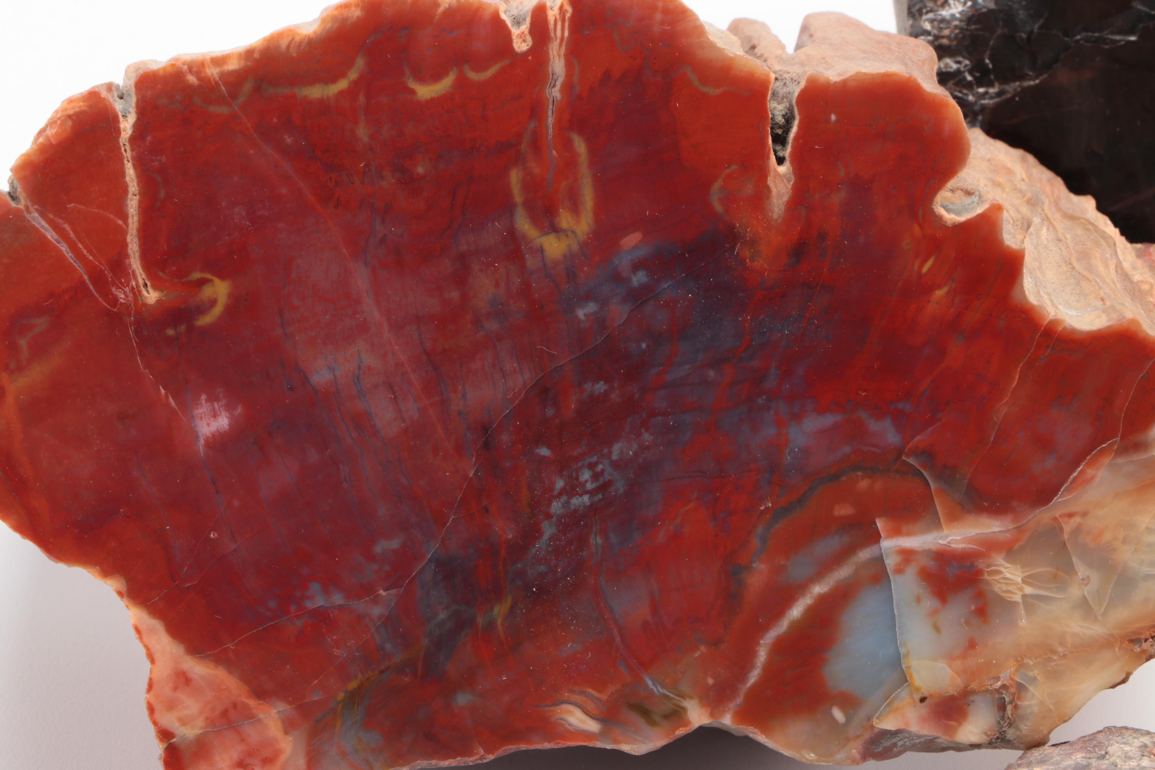 Three Polished Petrified Wood Slabs