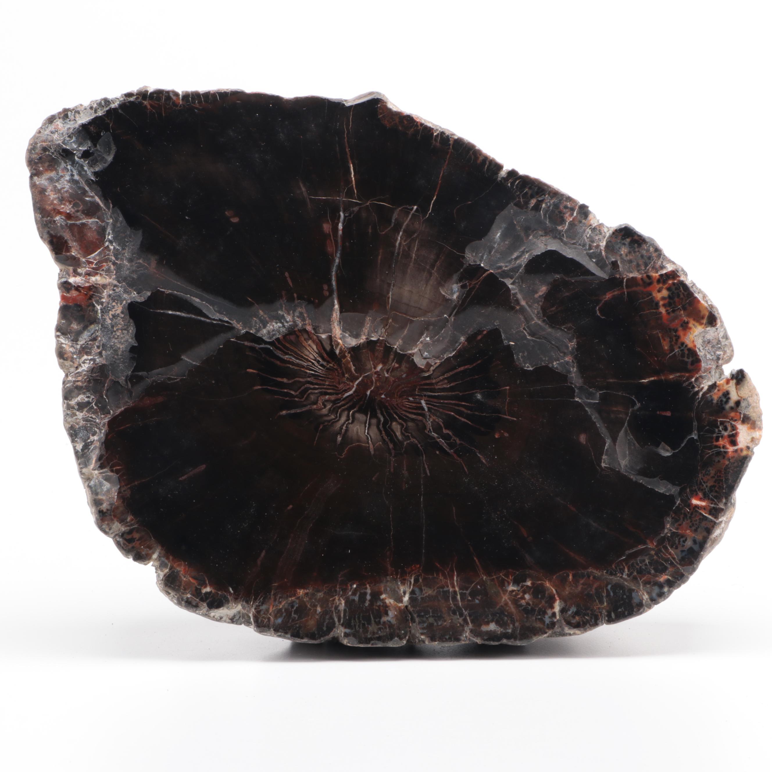 Three Polished Petrified Wood Slabs