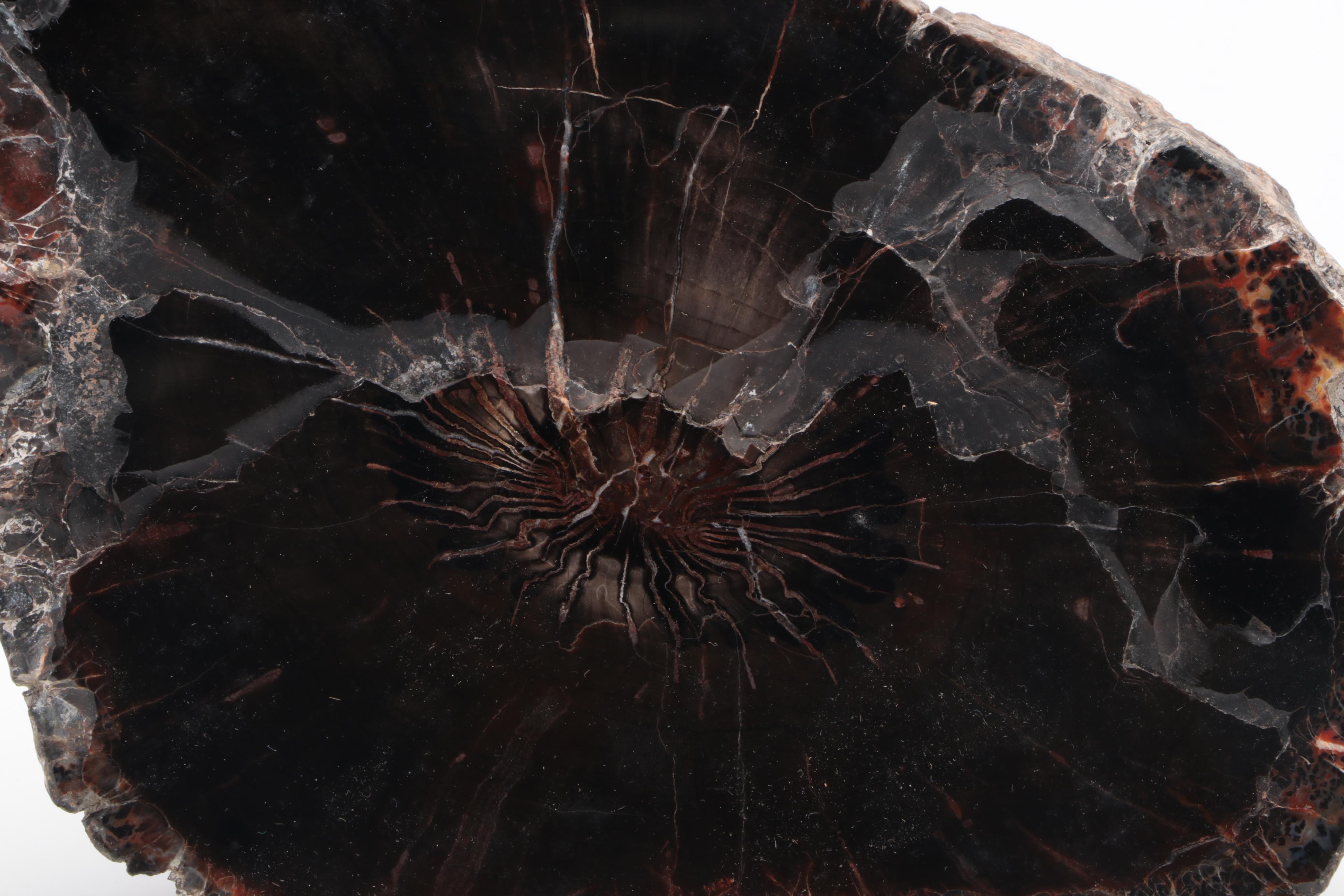 Three Polished Petrified Wood Slabs