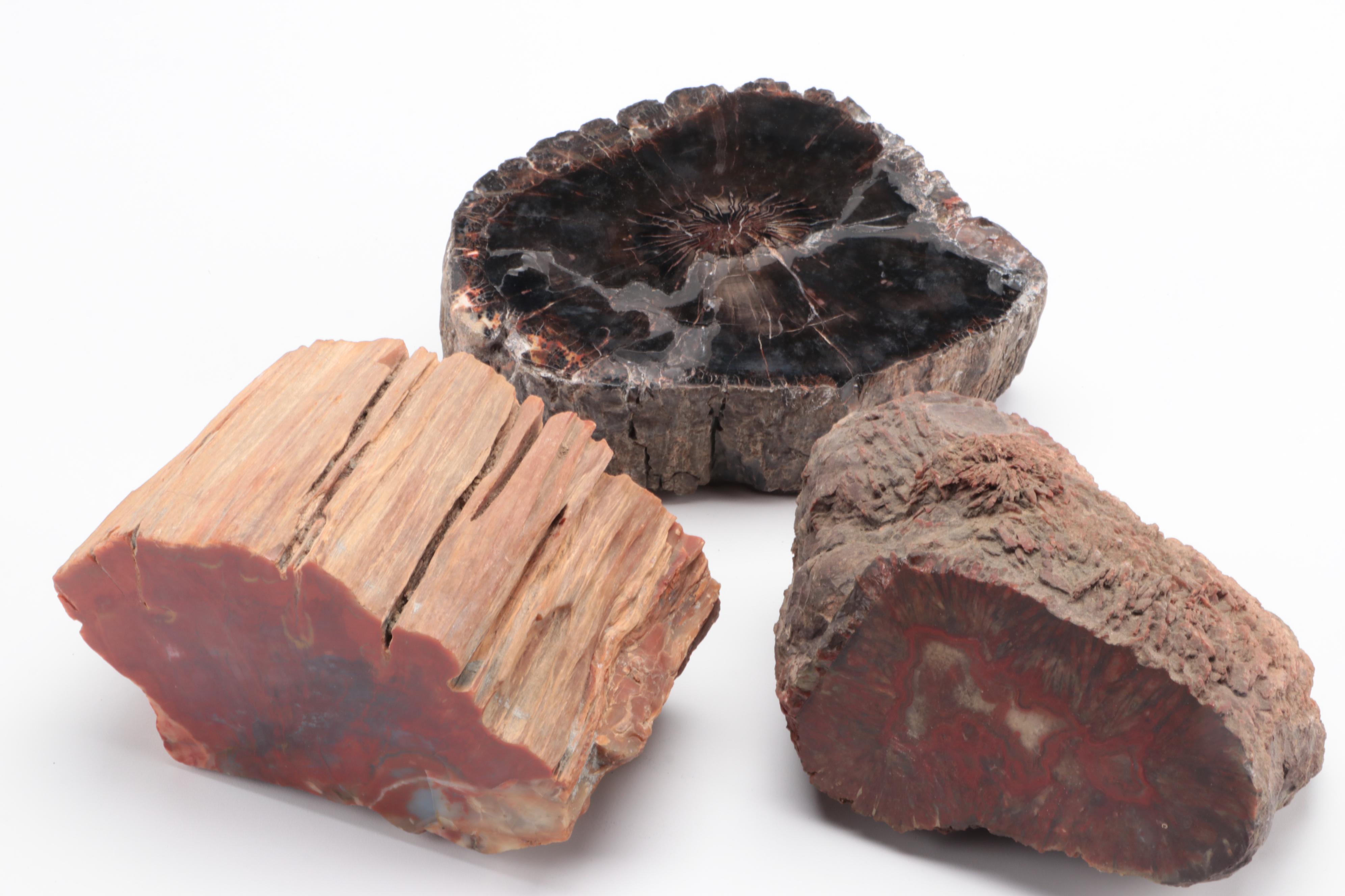 Three Polished Petrified Wood Slabs