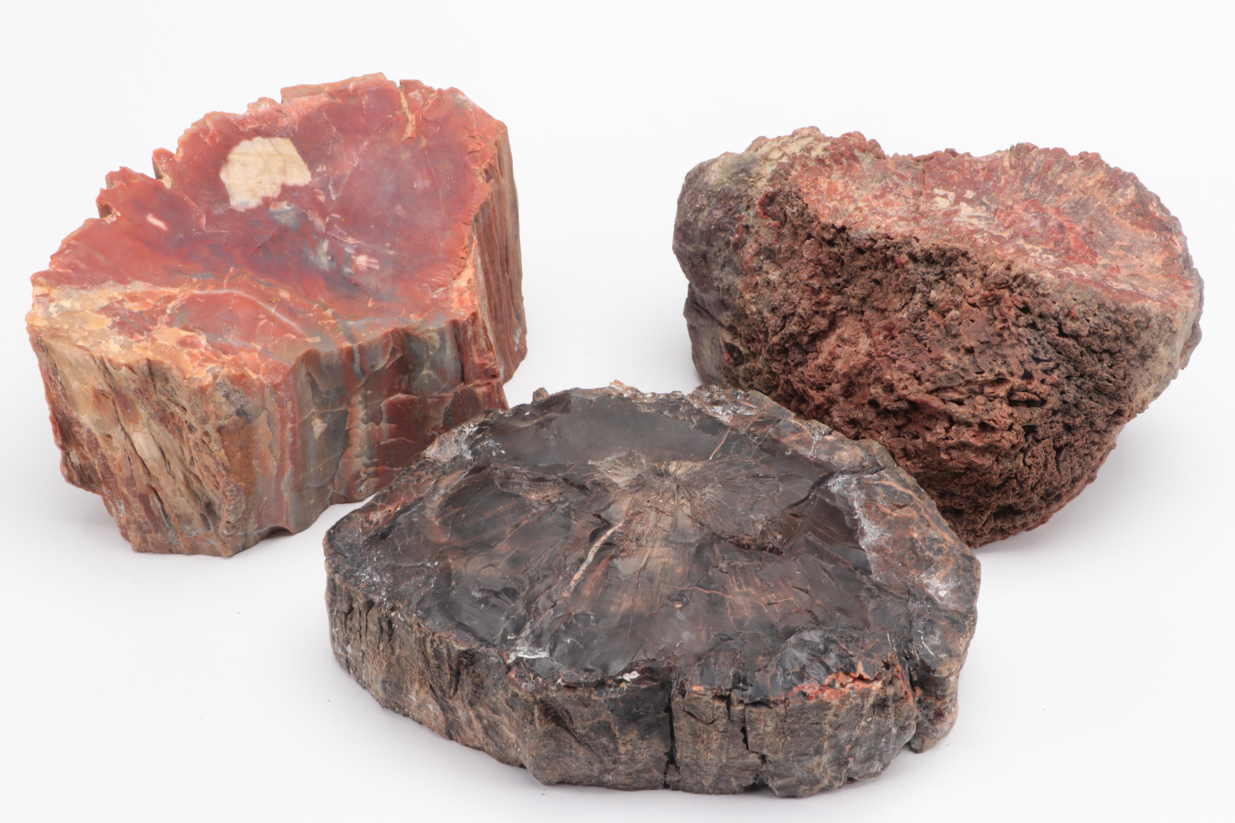 Three Polished Petrified Wood Slabs