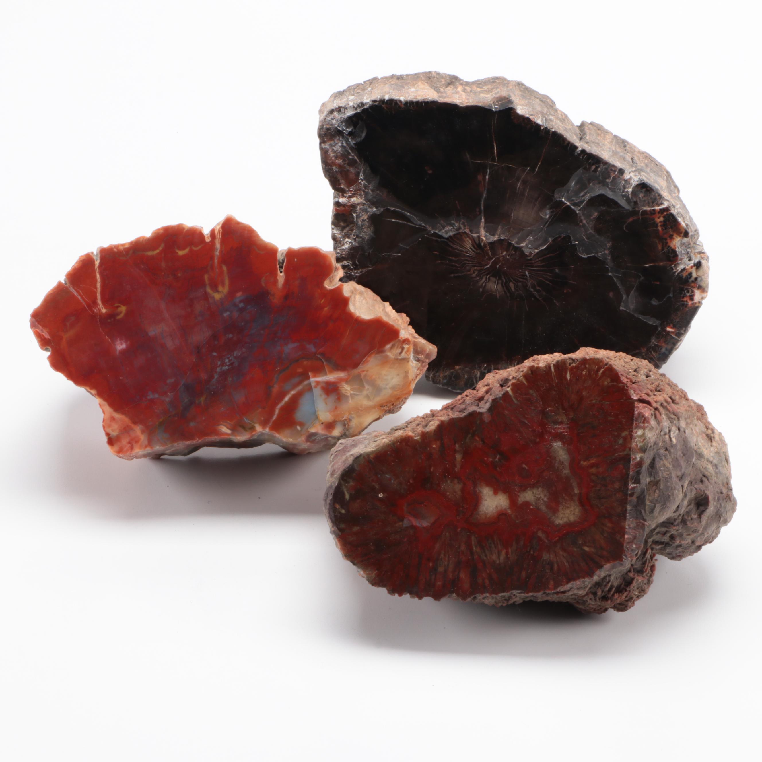 Three Polished Petrified Wood Slabs