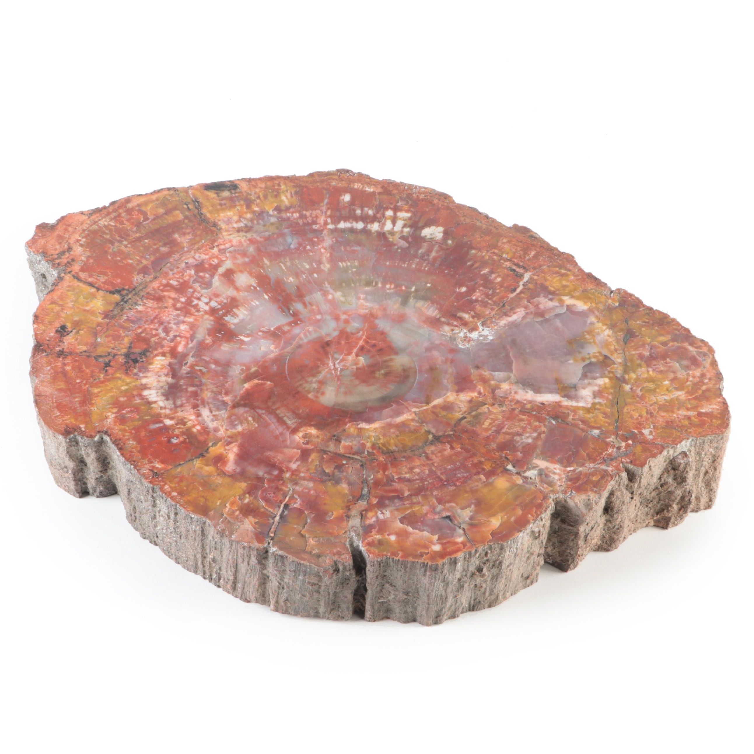 Polished Petrified Wood Slab