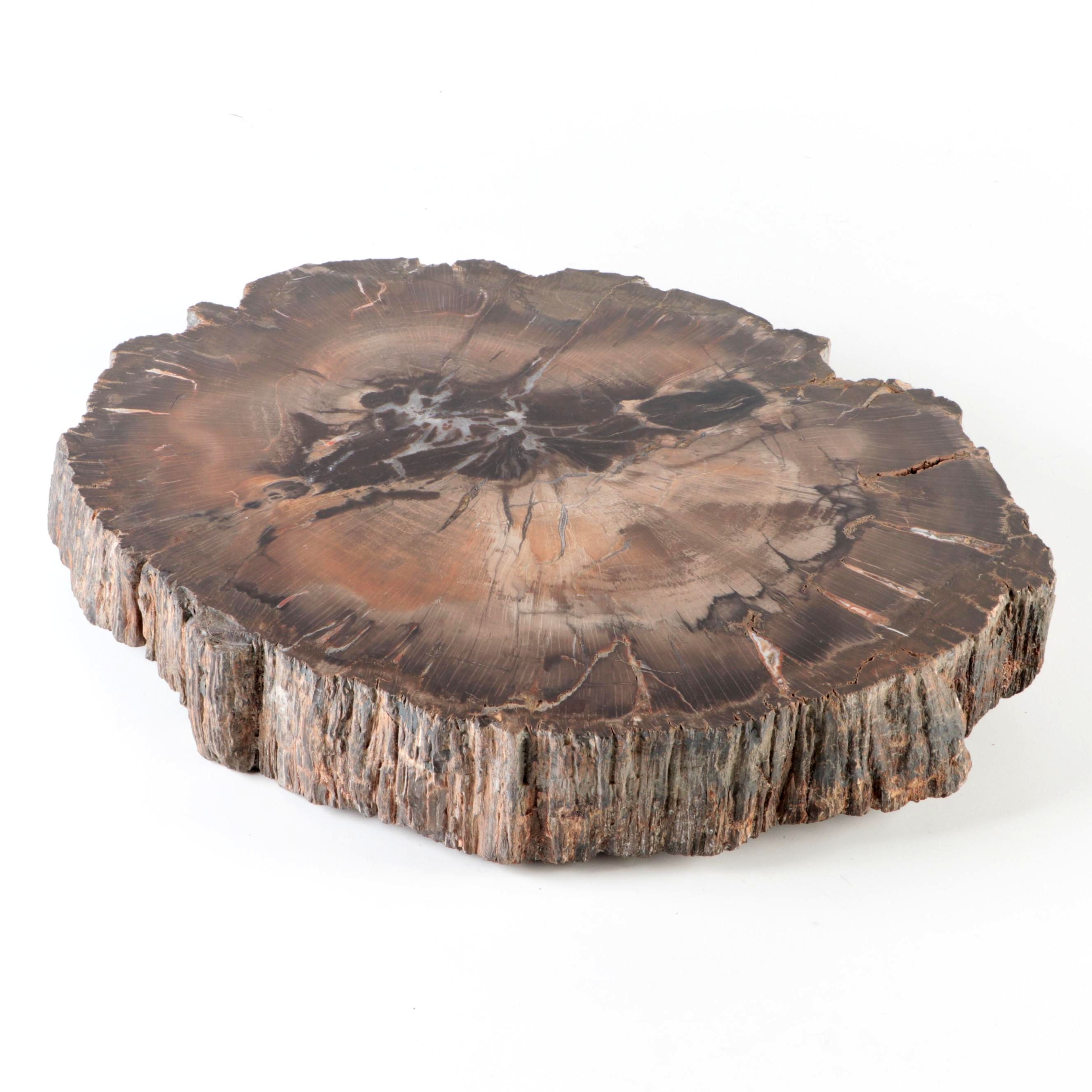 Polished Petrified Wood Slab