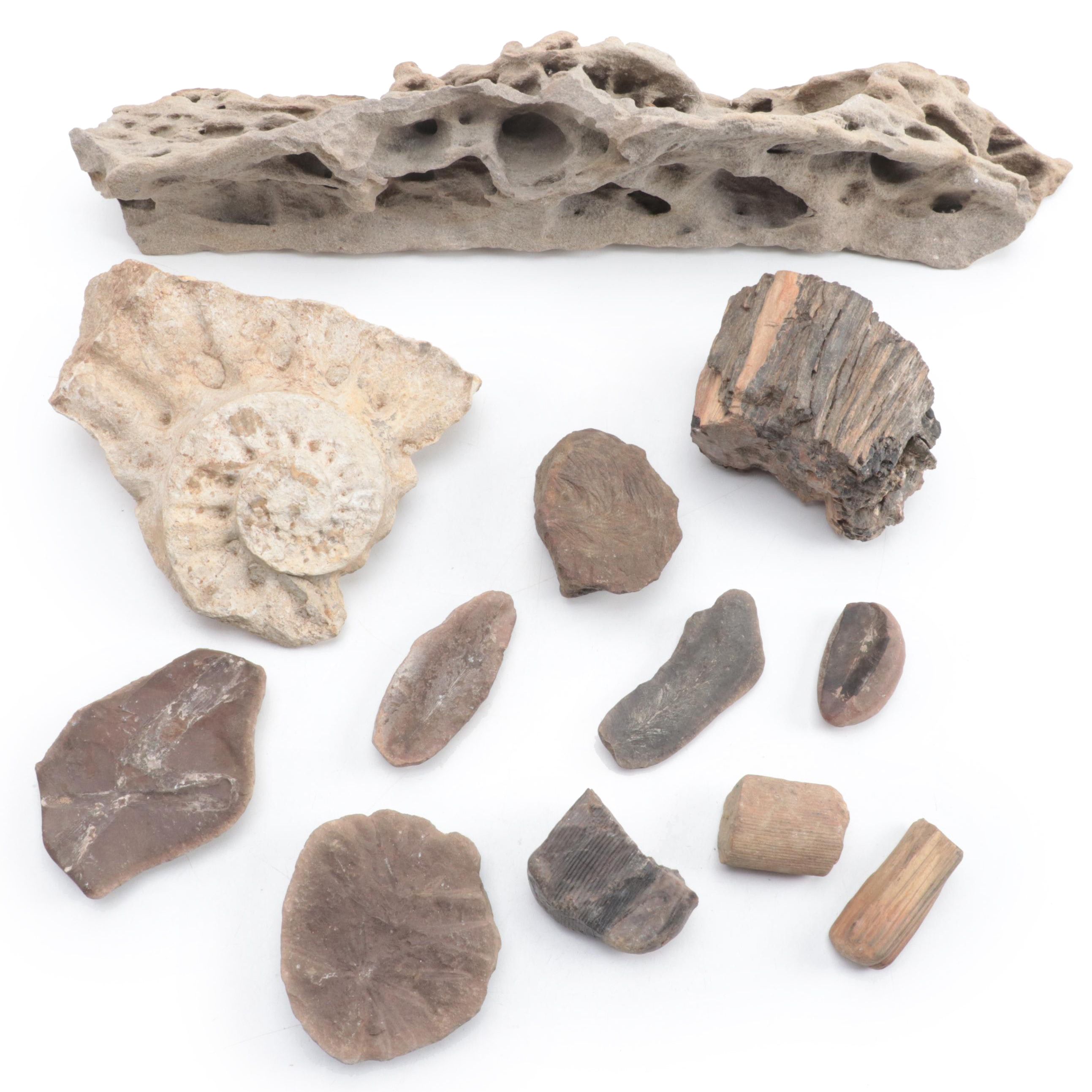 Ammonoid, Petrified Wood, Calamite, More Plant Fossils and Mineral Specimens