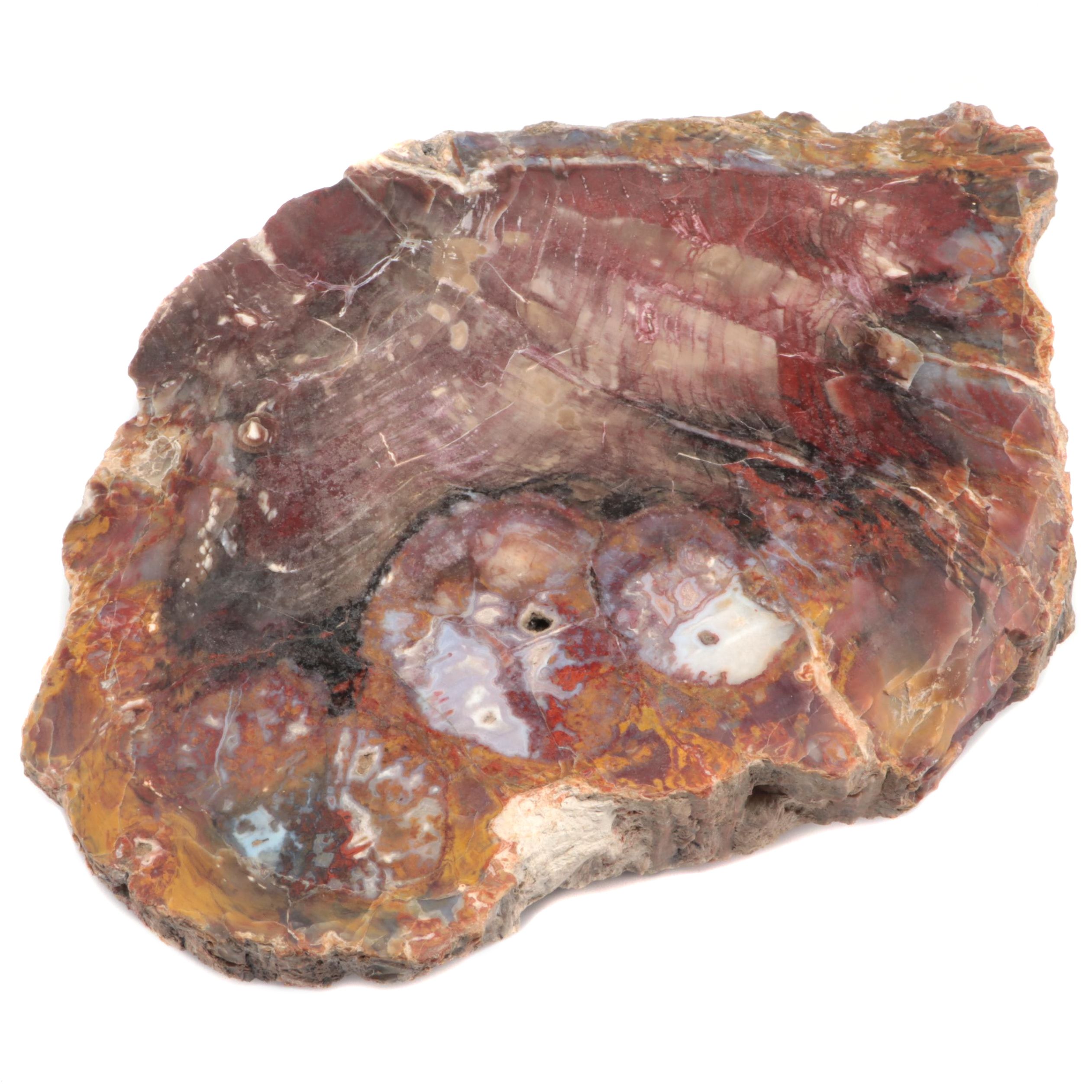 Polished Petrified Wood Slab