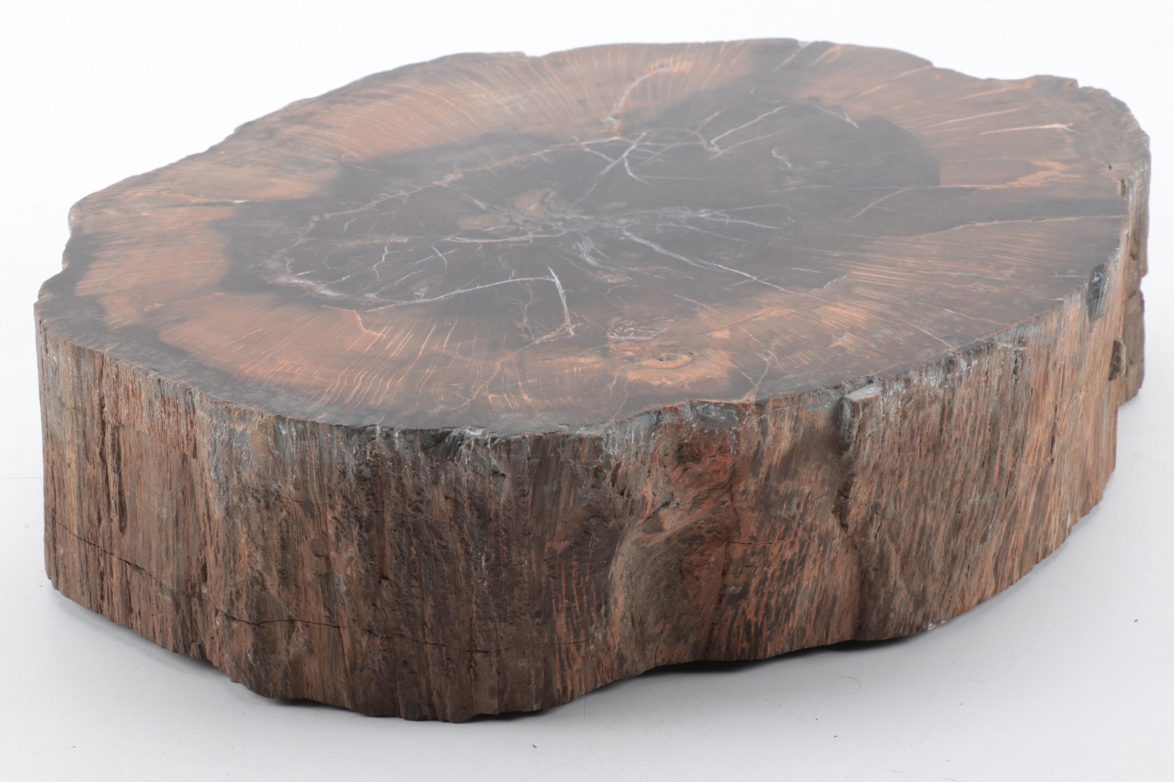 Polished Petrified Wood Slab