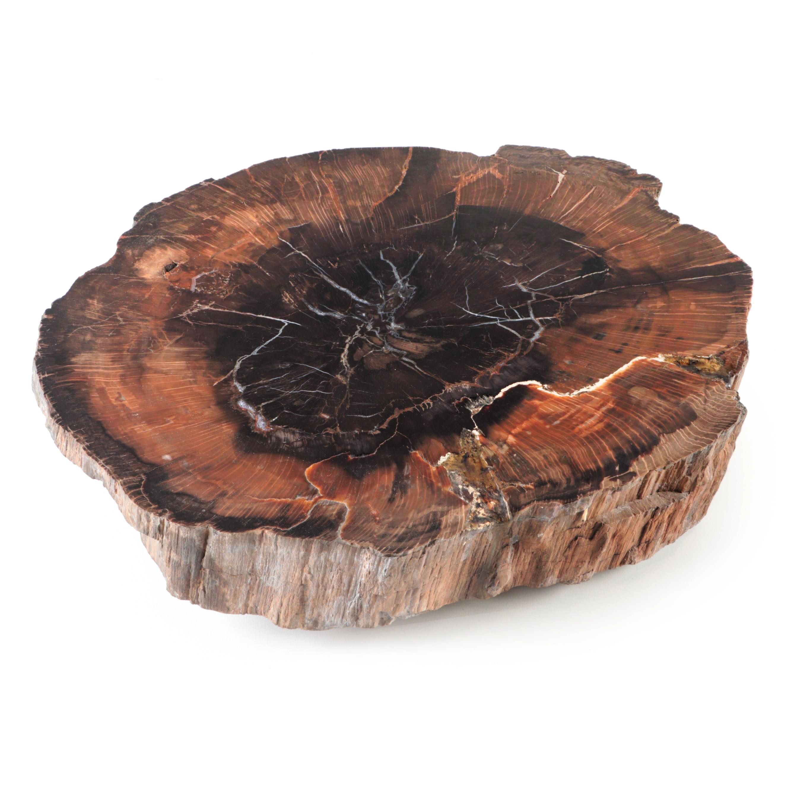 Polished Petrified Fossil Slab