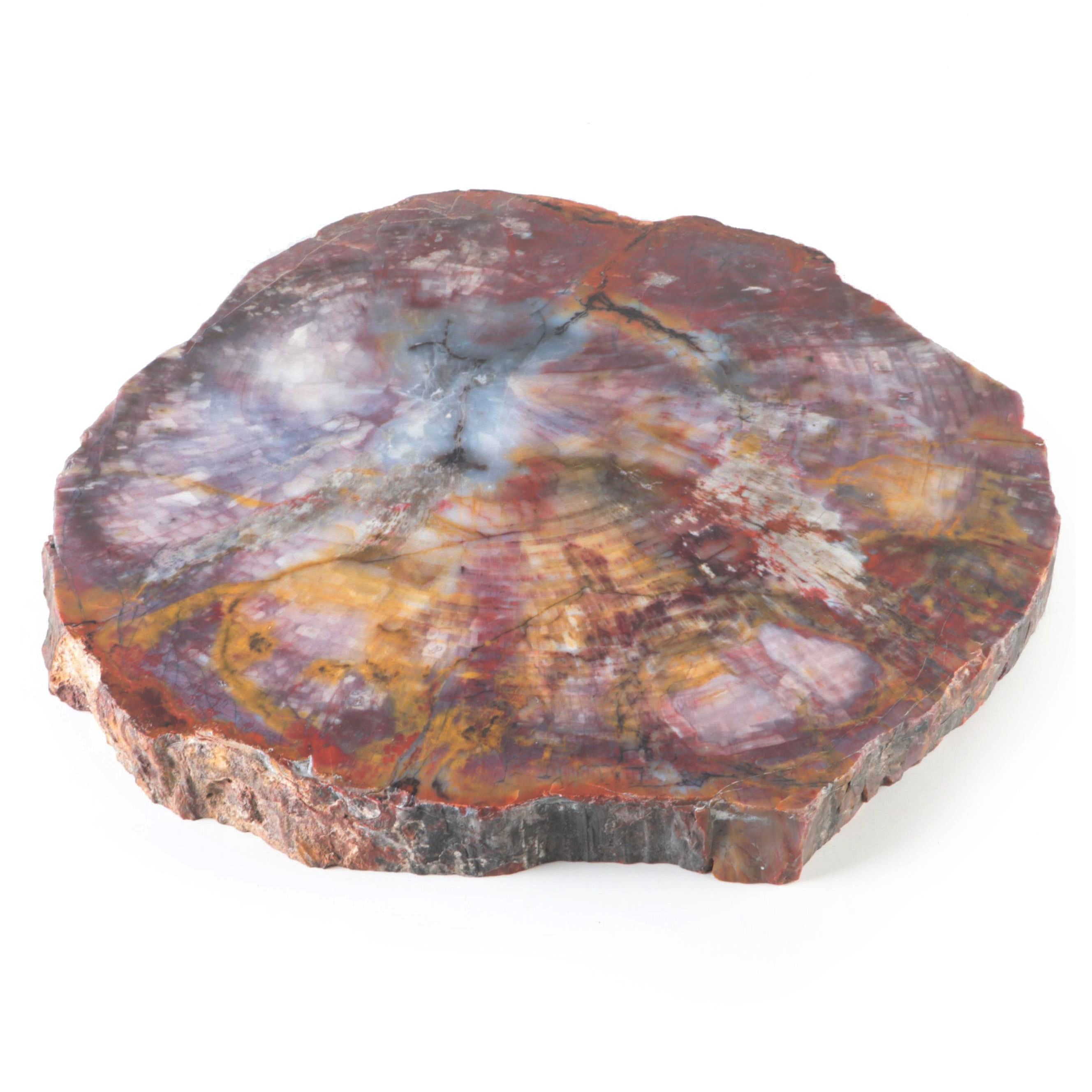 Polished Petrified Wood Slab