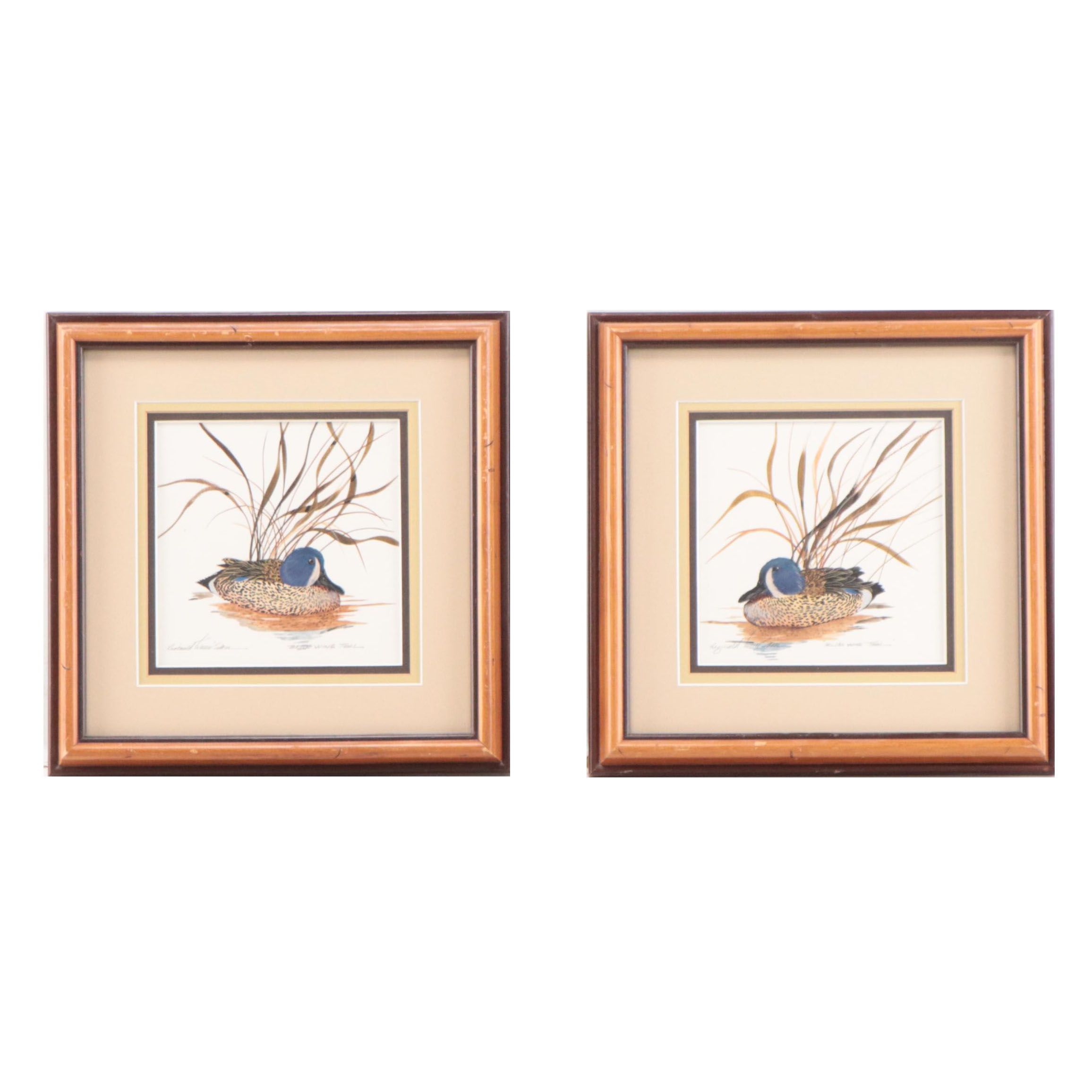 Reginald Trevisan Set of Watercolor Paintings of Ducks "Blue Wing Teal"