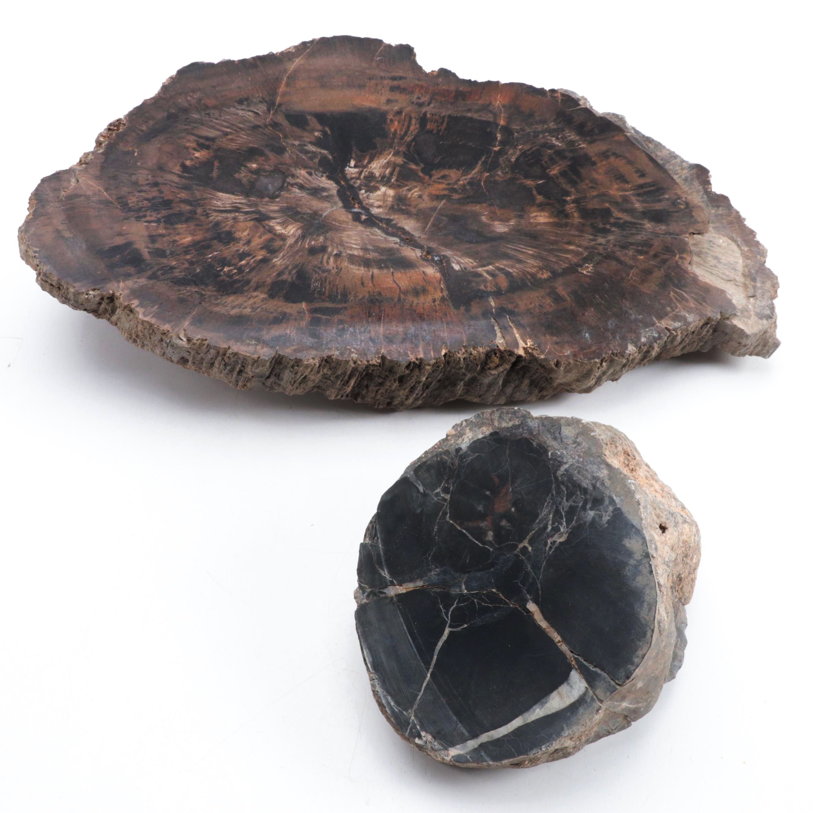 Two Polished Petrified Wood Slabs