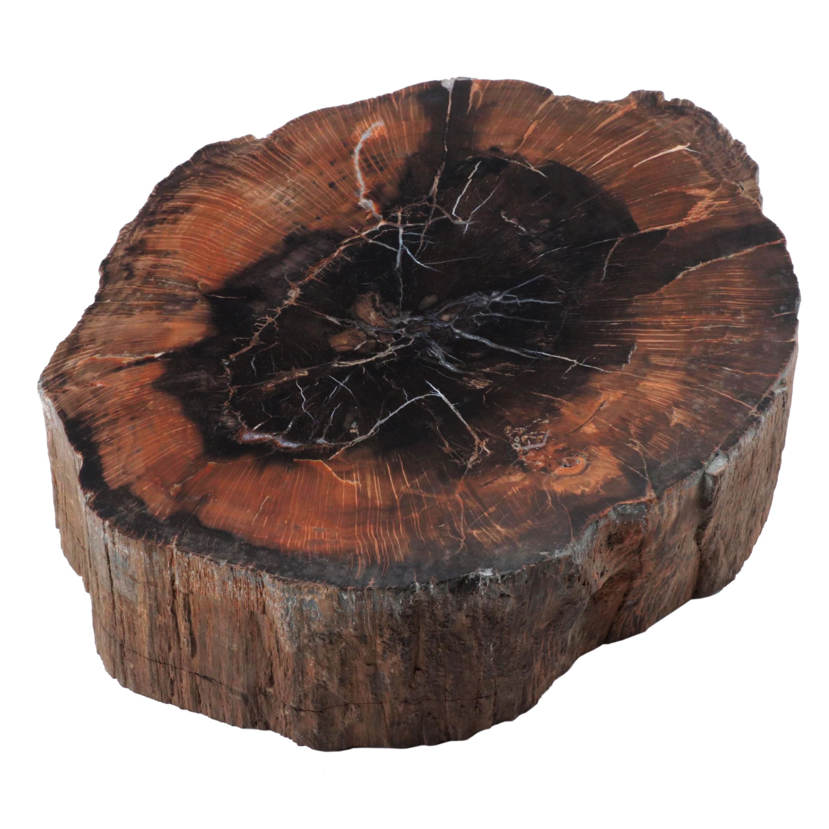 Polished Petrified Wood Slab