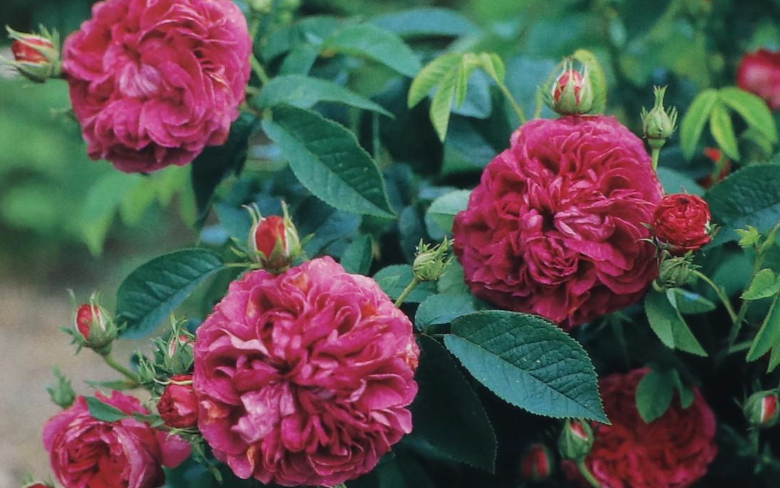 "A History of Flower Arrangement" by Julia S. Berrall and More Nonfiction Books