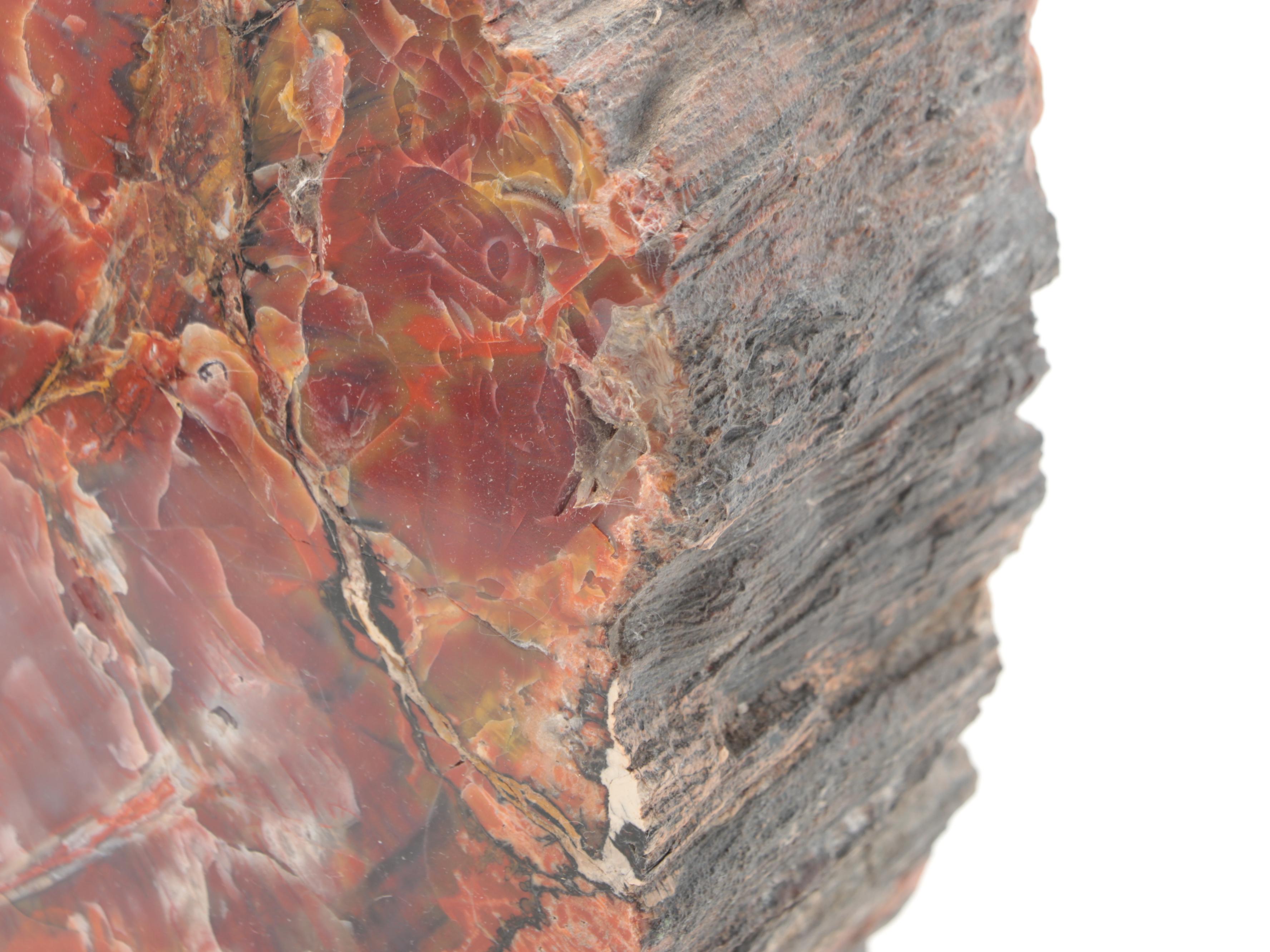 Polished Petrified Wood Slab