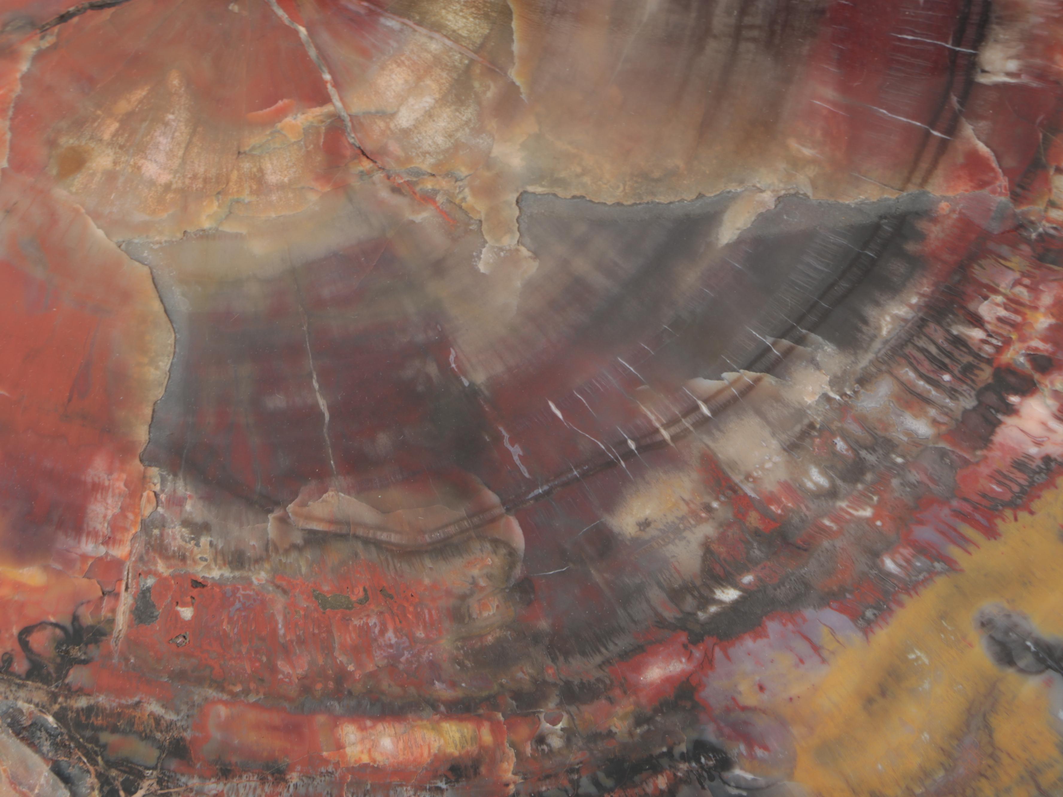 Polished Petrified Wood Slab