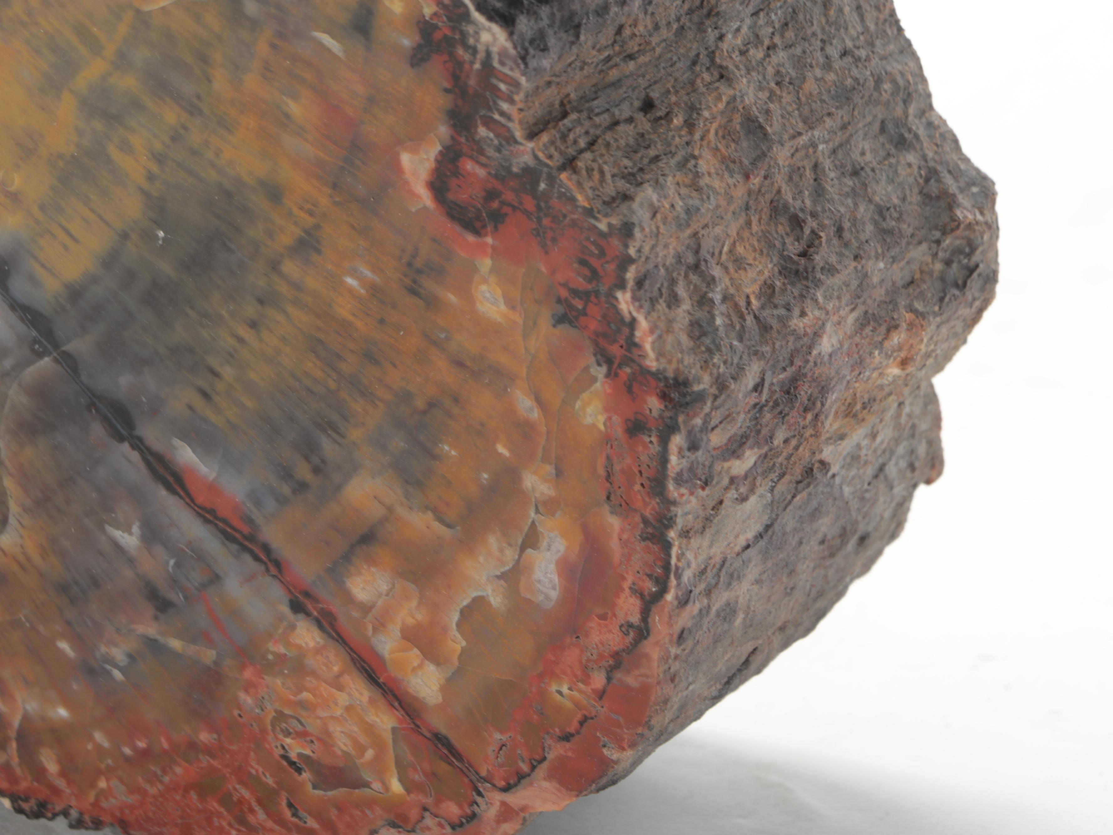 Polished Petrified Wood Slab