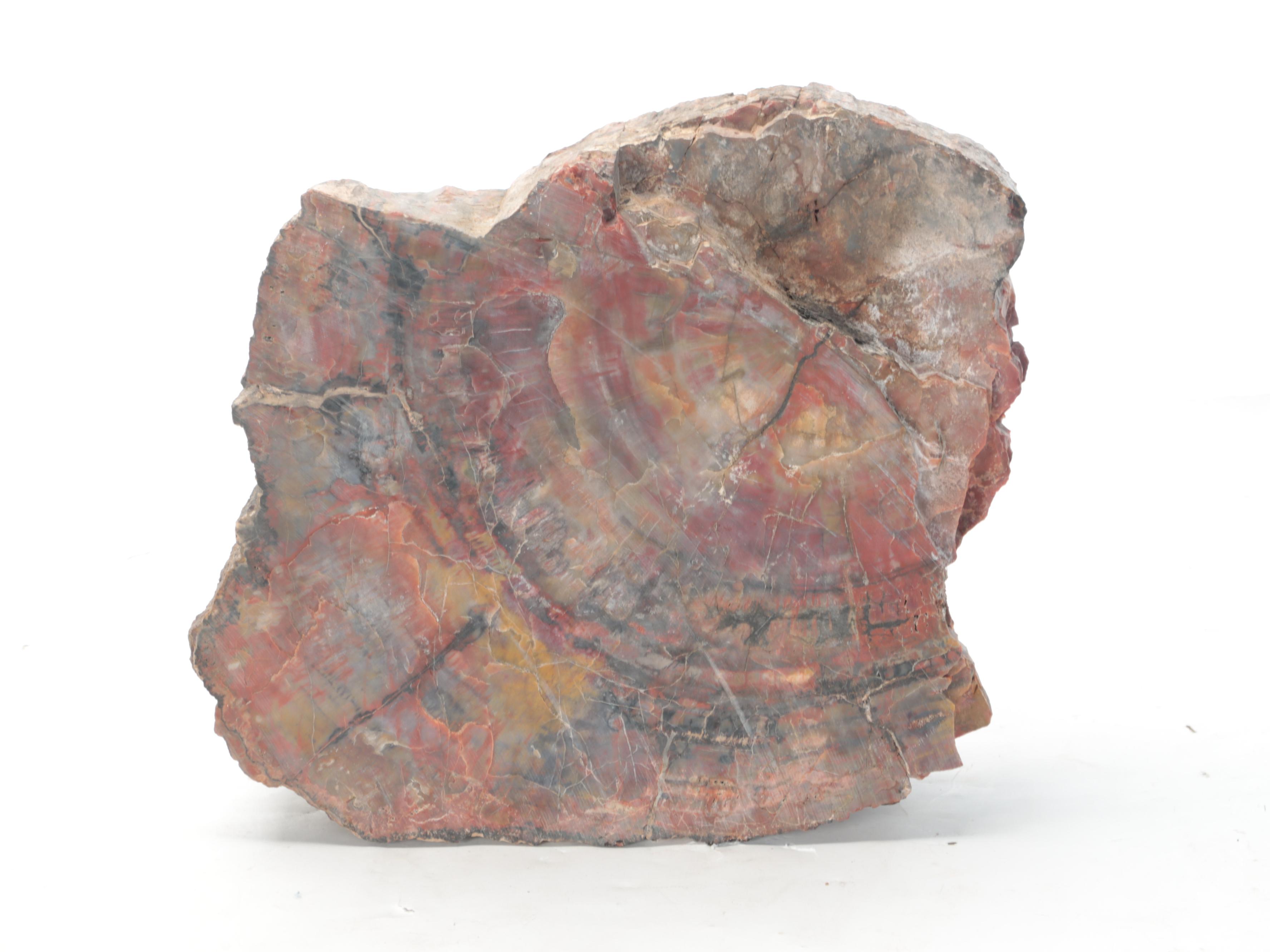 Polished Petrified Wood Slab