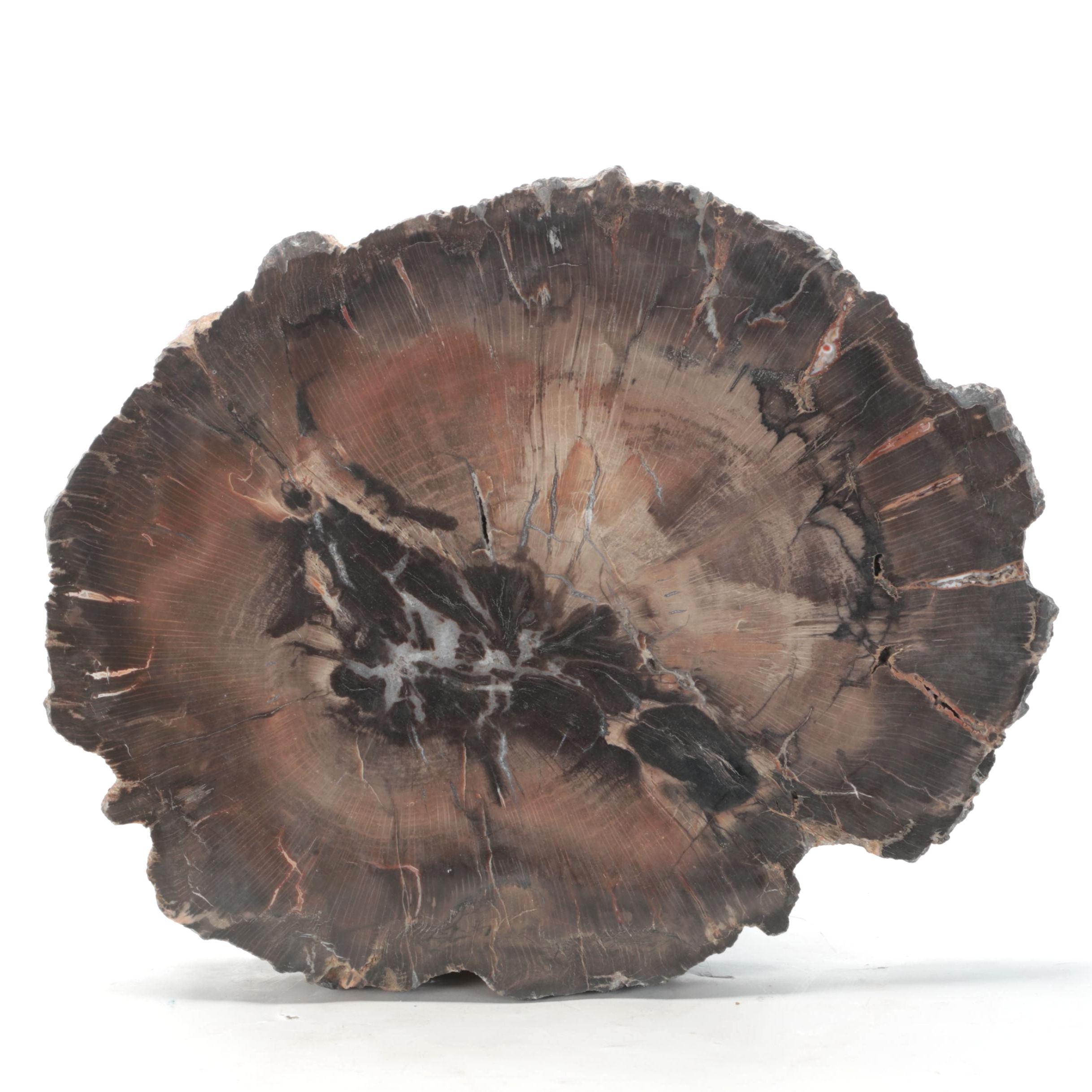 Polished Petrified Wood Slab