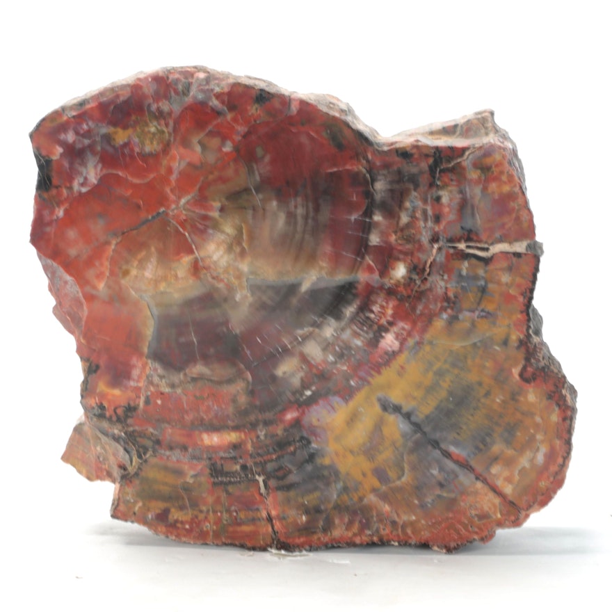 Polished Petrified Wood Slab