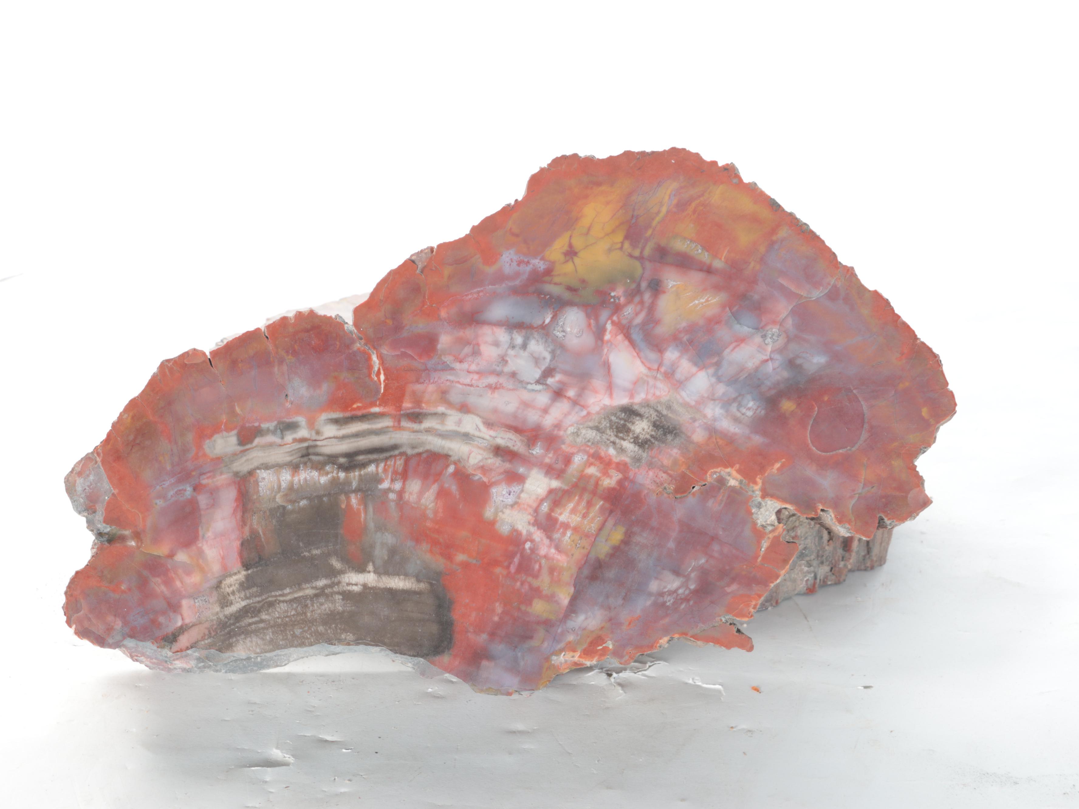 Petrified Polished Wood Slabs