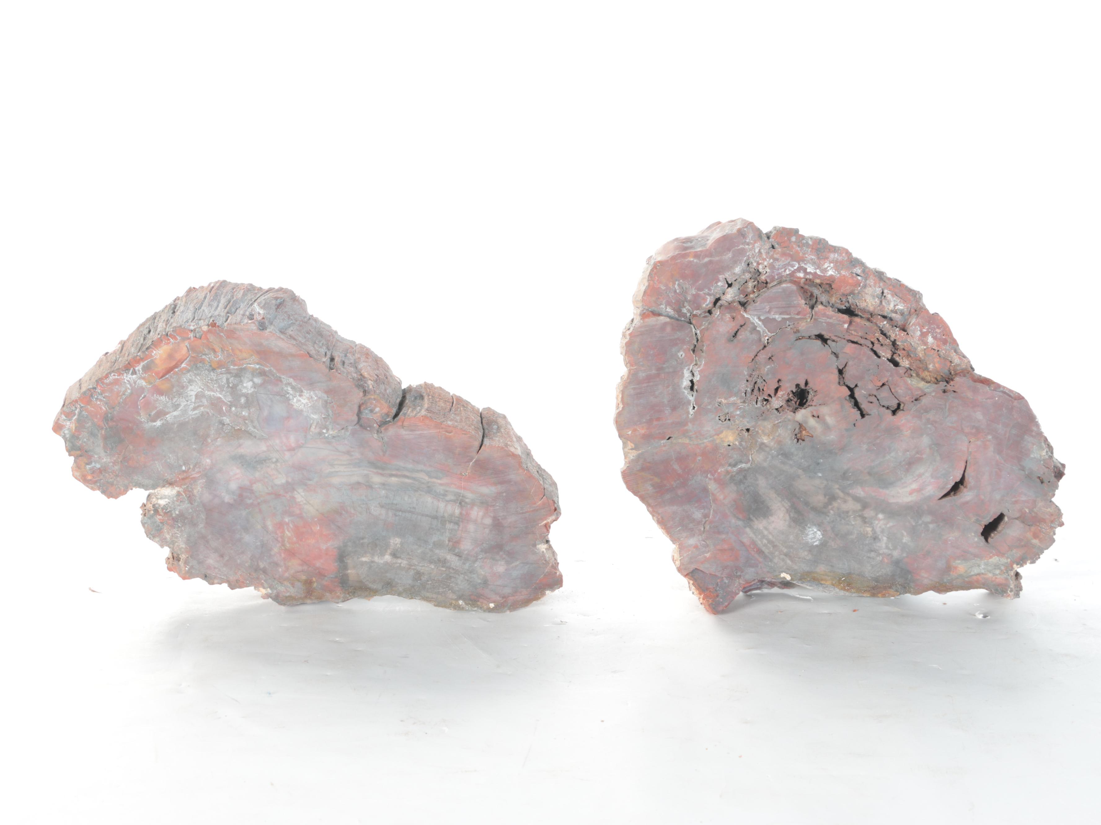 Petrified Polished Wood Slabs