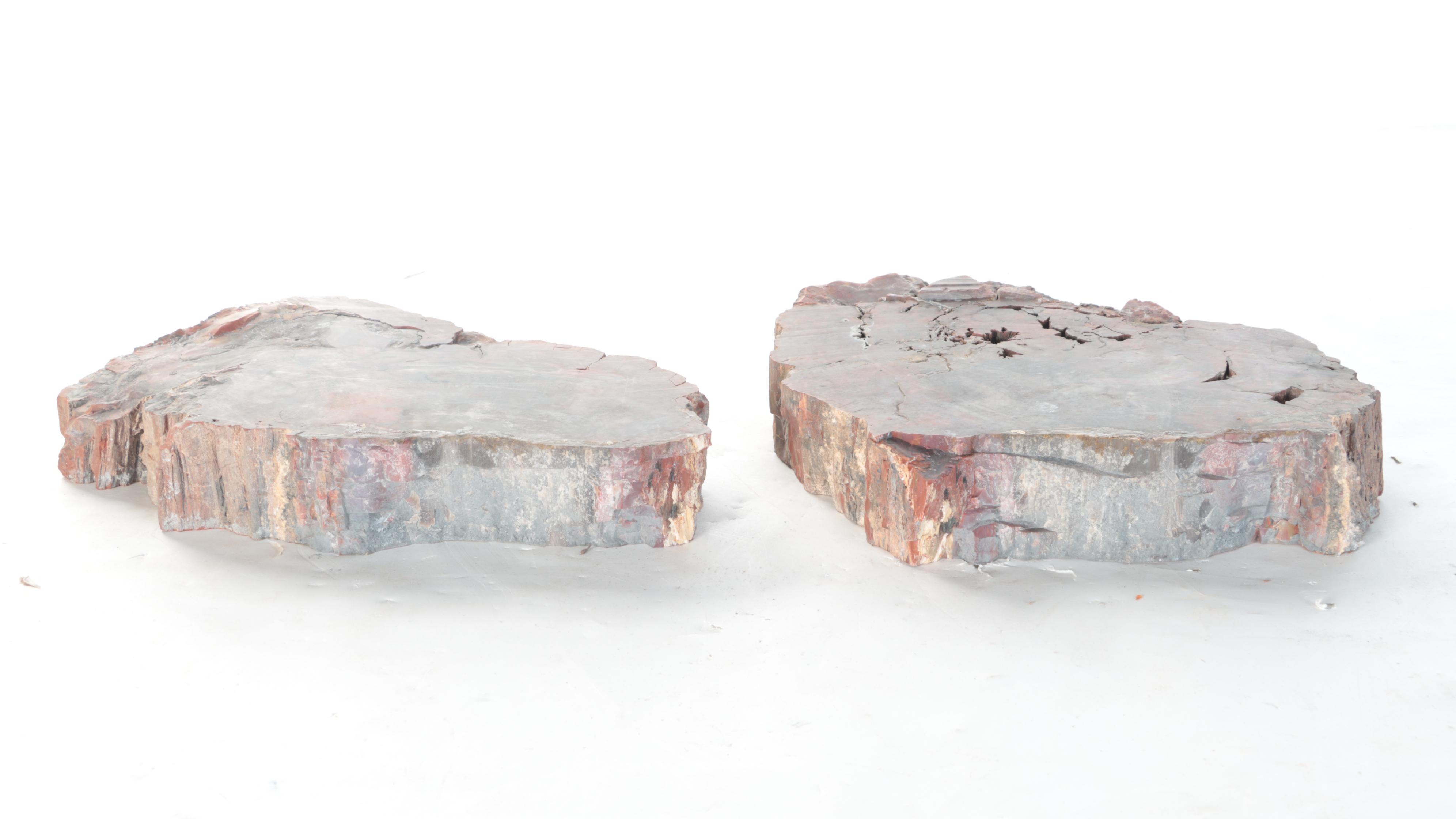 Petrified Polished Wood Slabs