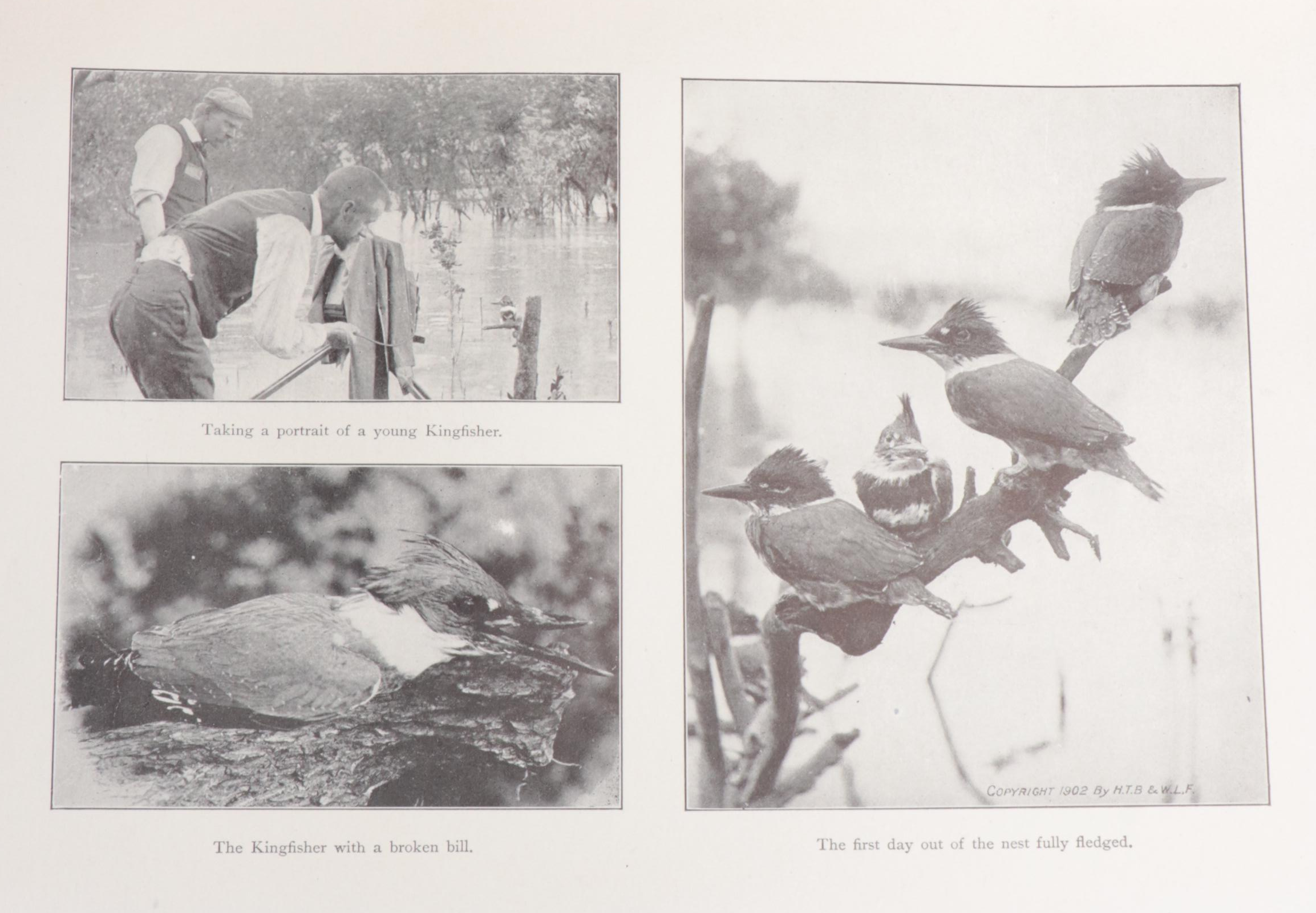 First Edition "American Birds" by William Lovell Finley and More
