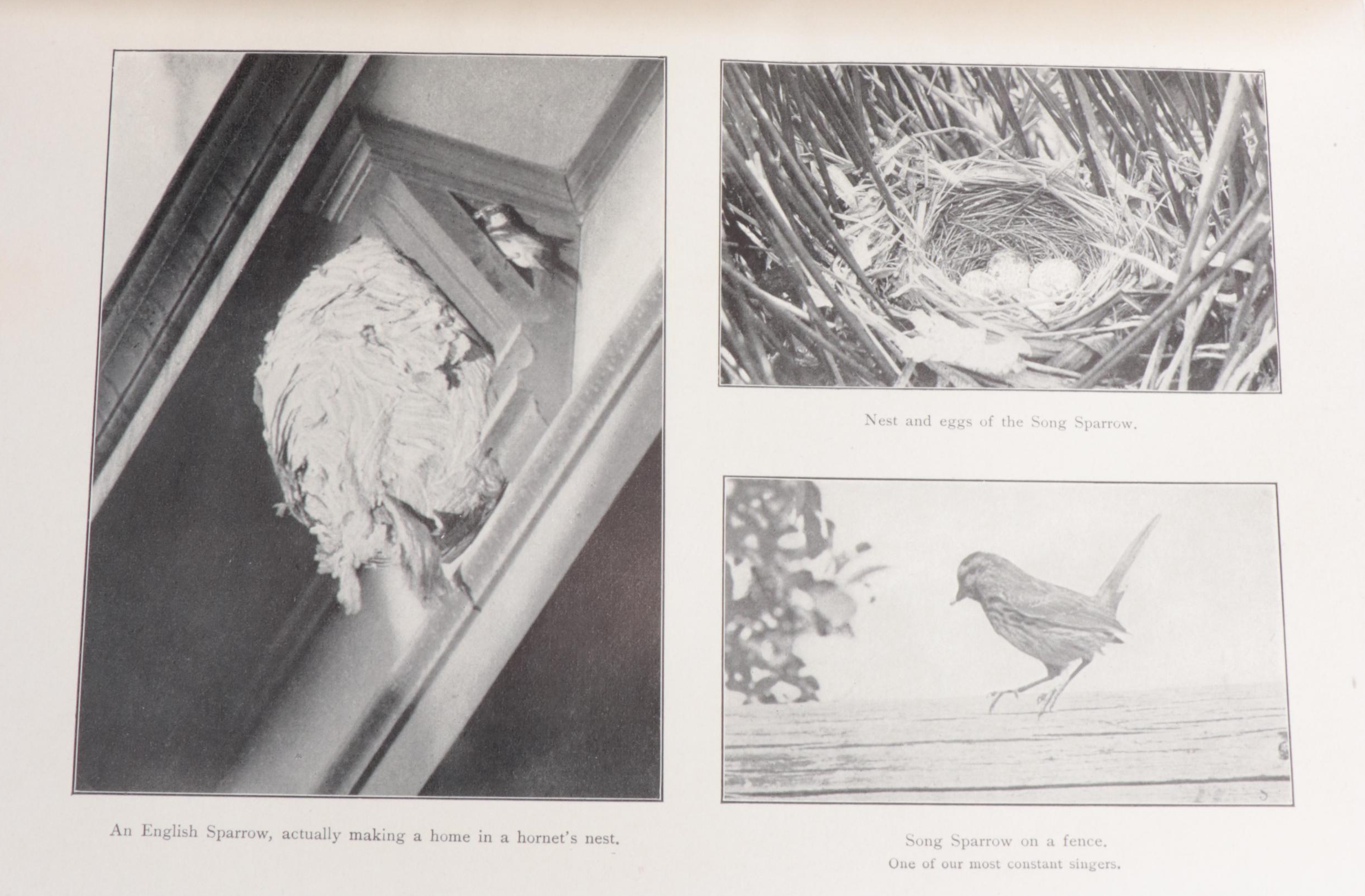 First Edition "American Birds" by William Lovell Finley and More