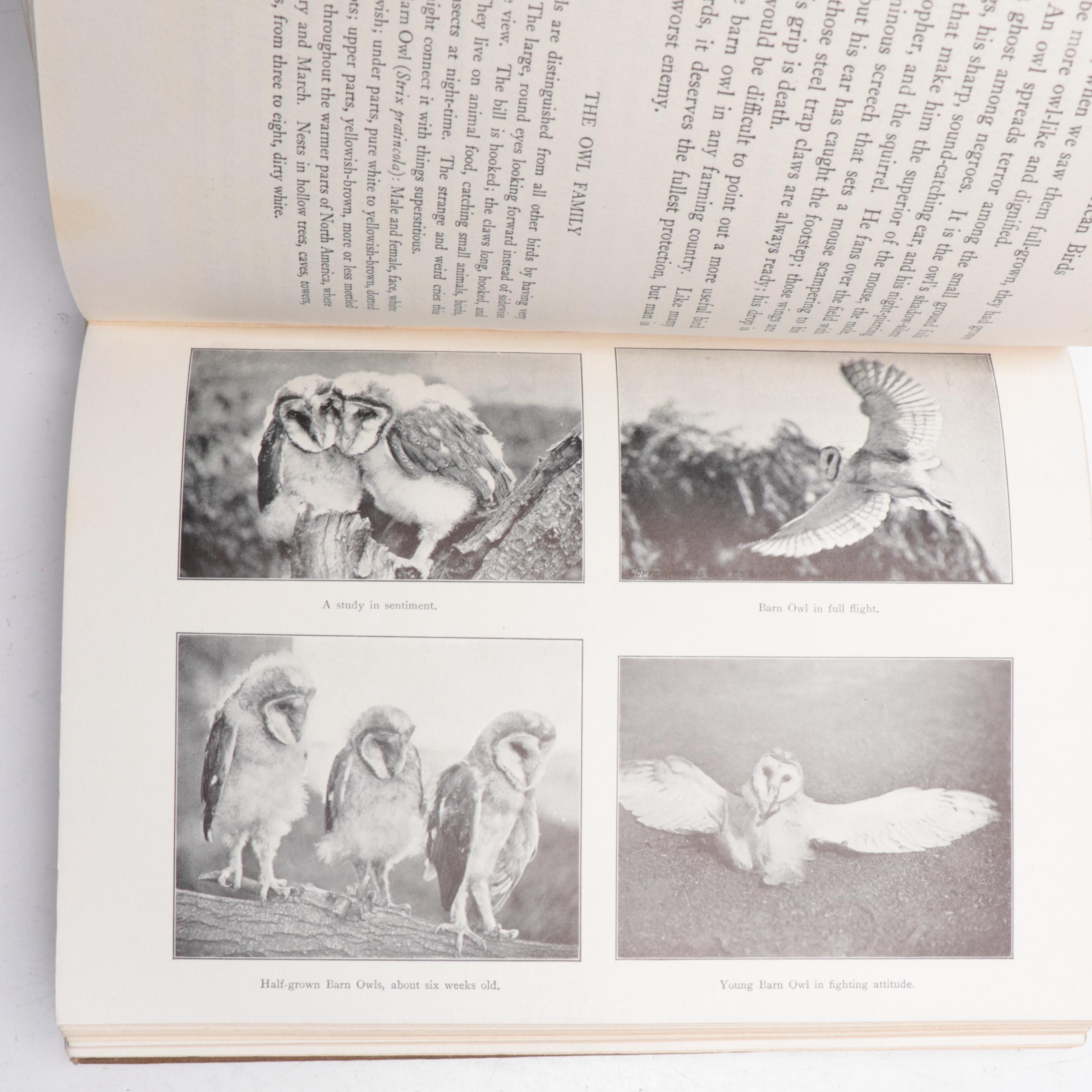 First Edition "American Birds" by William Lovell Finley and More