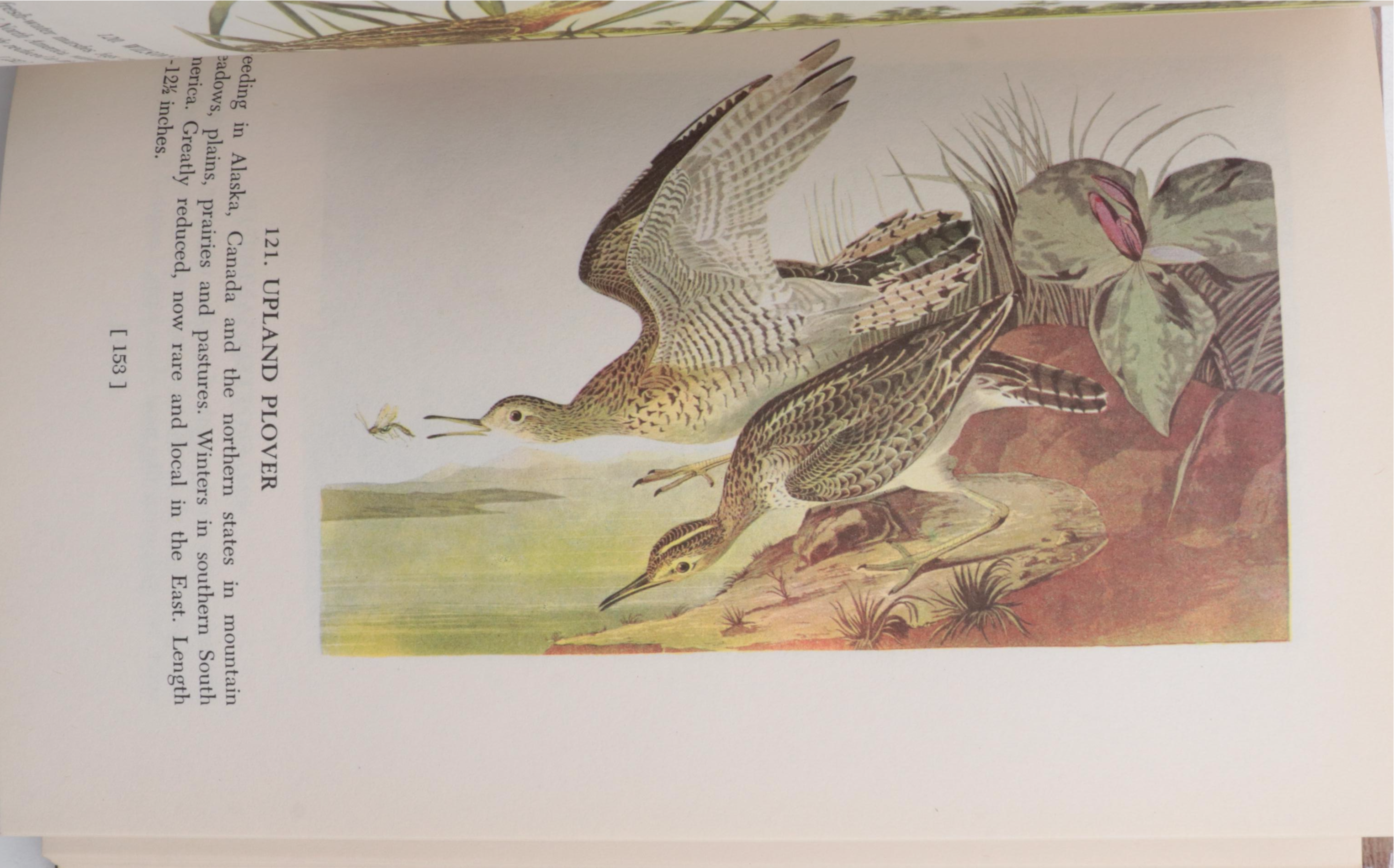 First UK Edition "Bird Life and the Painter" by R. B. T. Kelly and More Books