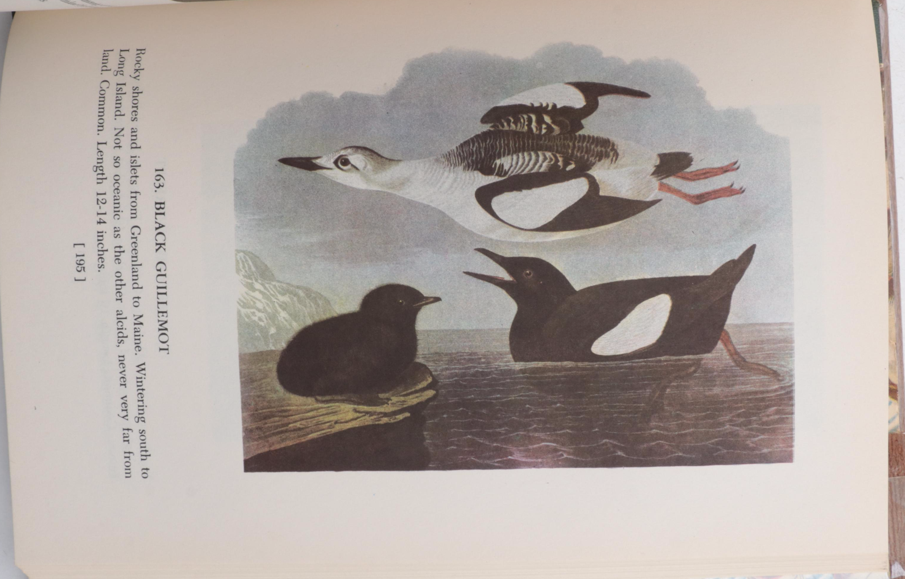 First UK Edition "Bird Life and the Painter" by R. B. T. Kelly and More Books