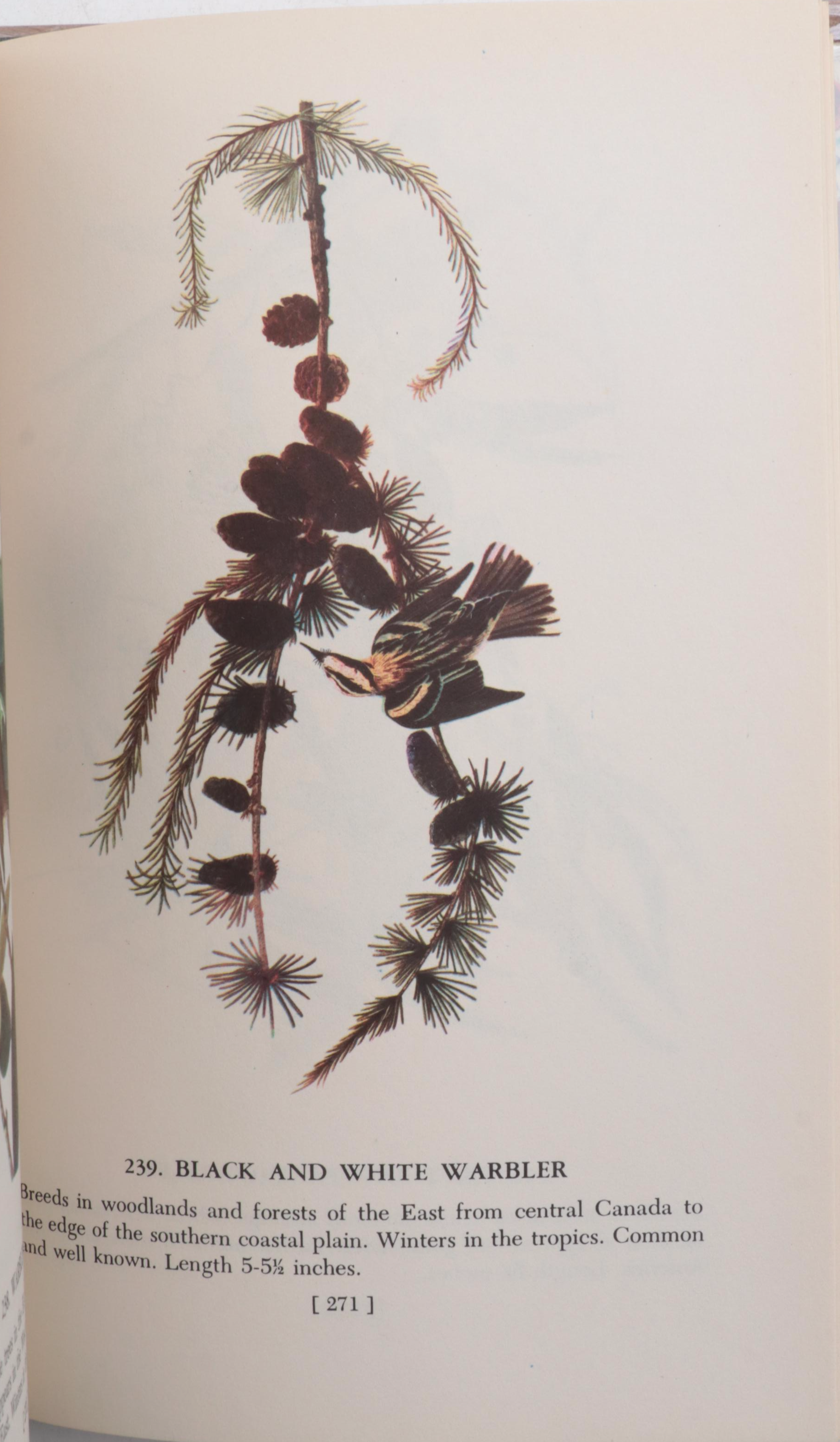 First UK Edition "Bird Life and the Painter" by R. B. T. Kelly and More Books