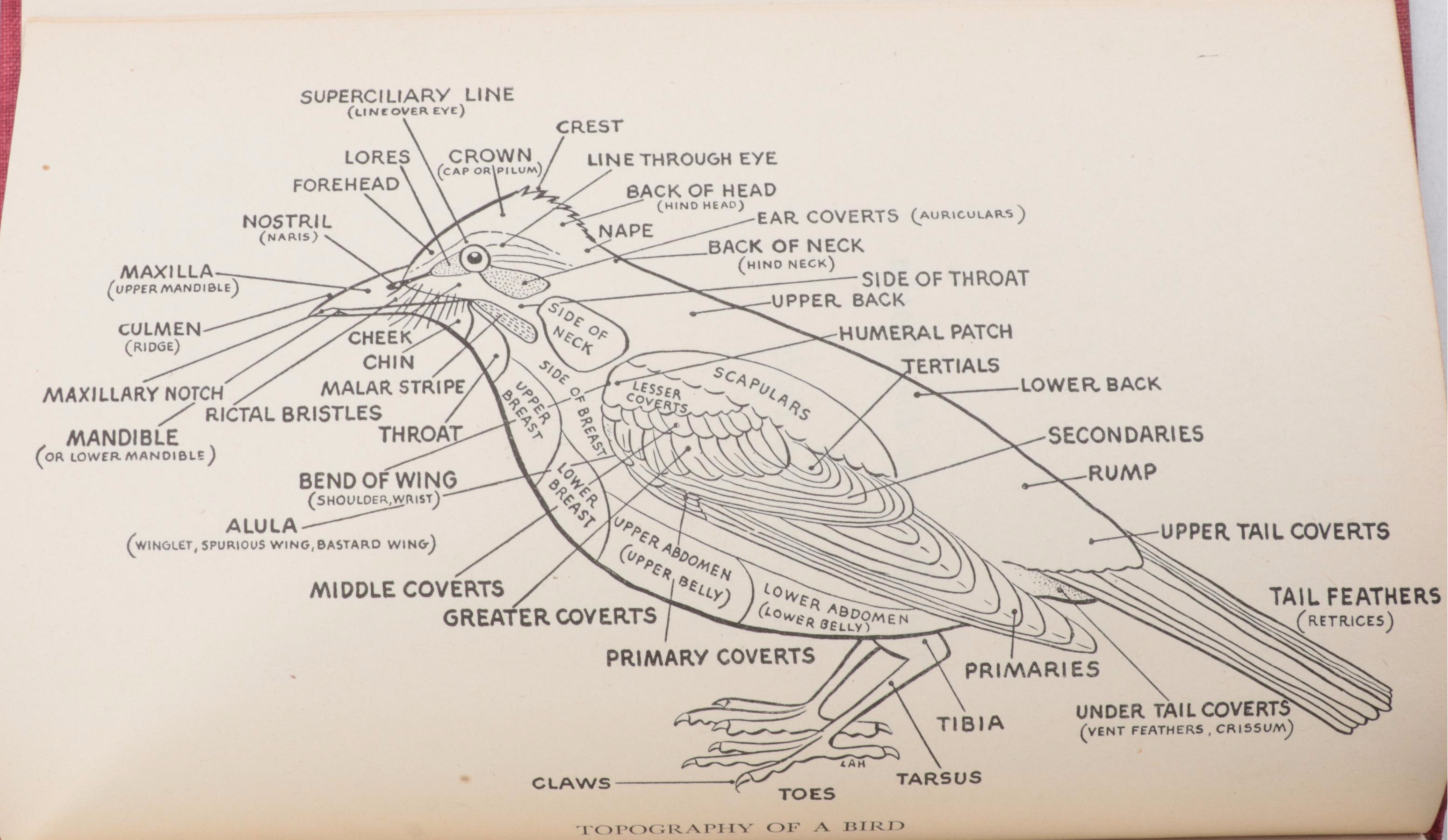 First UK Edition "Bird Life and the Painter" by R. B. T. Kelly and More Books