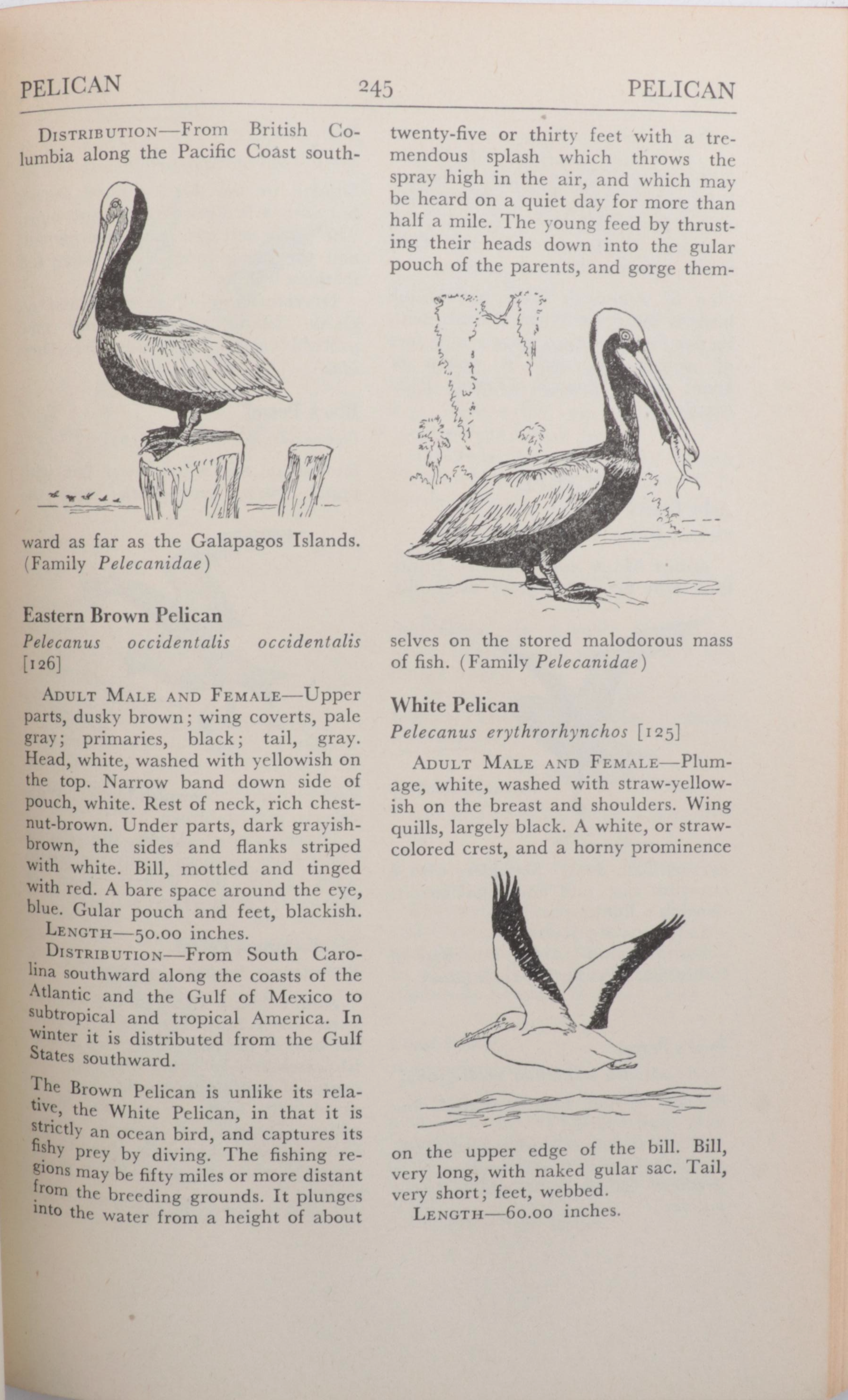 First UK Edition "Bird Life and the Painter" by R. B. T. Kelly and More Books