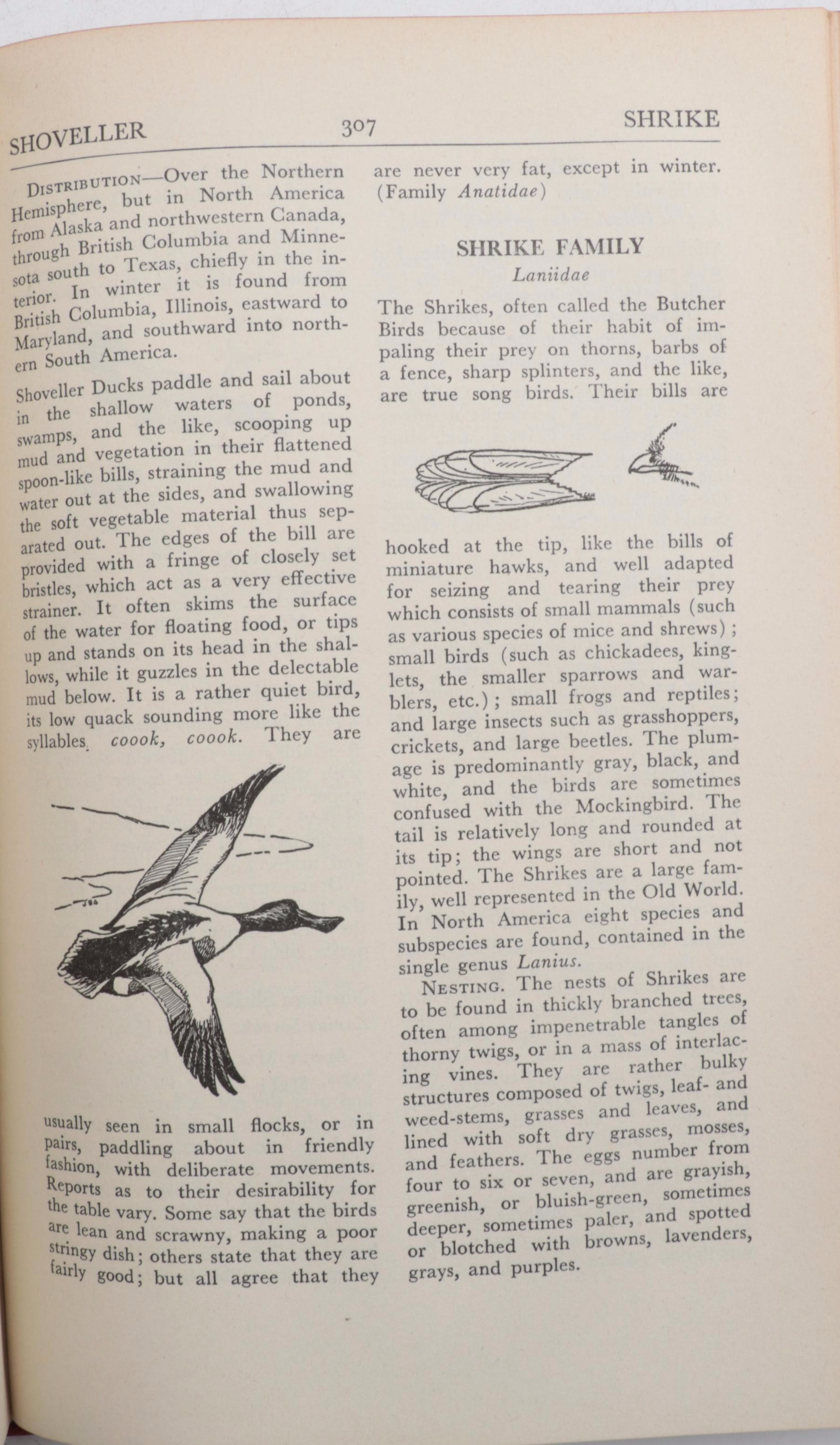 First UK Edition "Bird Life and the Painter" by R. B. T. Kelly and More Books