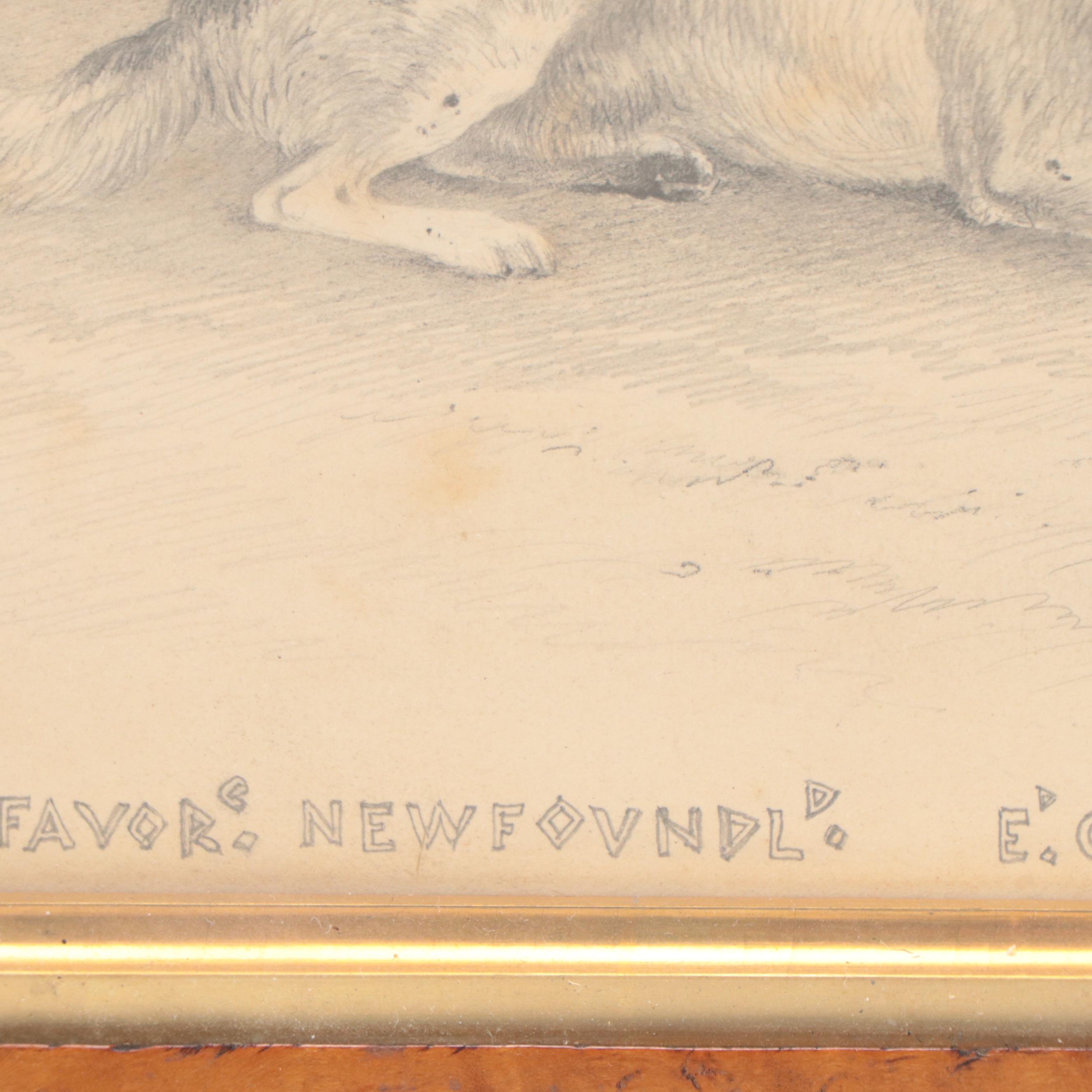 James Fawcett Graphite Drawing "Fury a Favorite Newfoundland," 1840