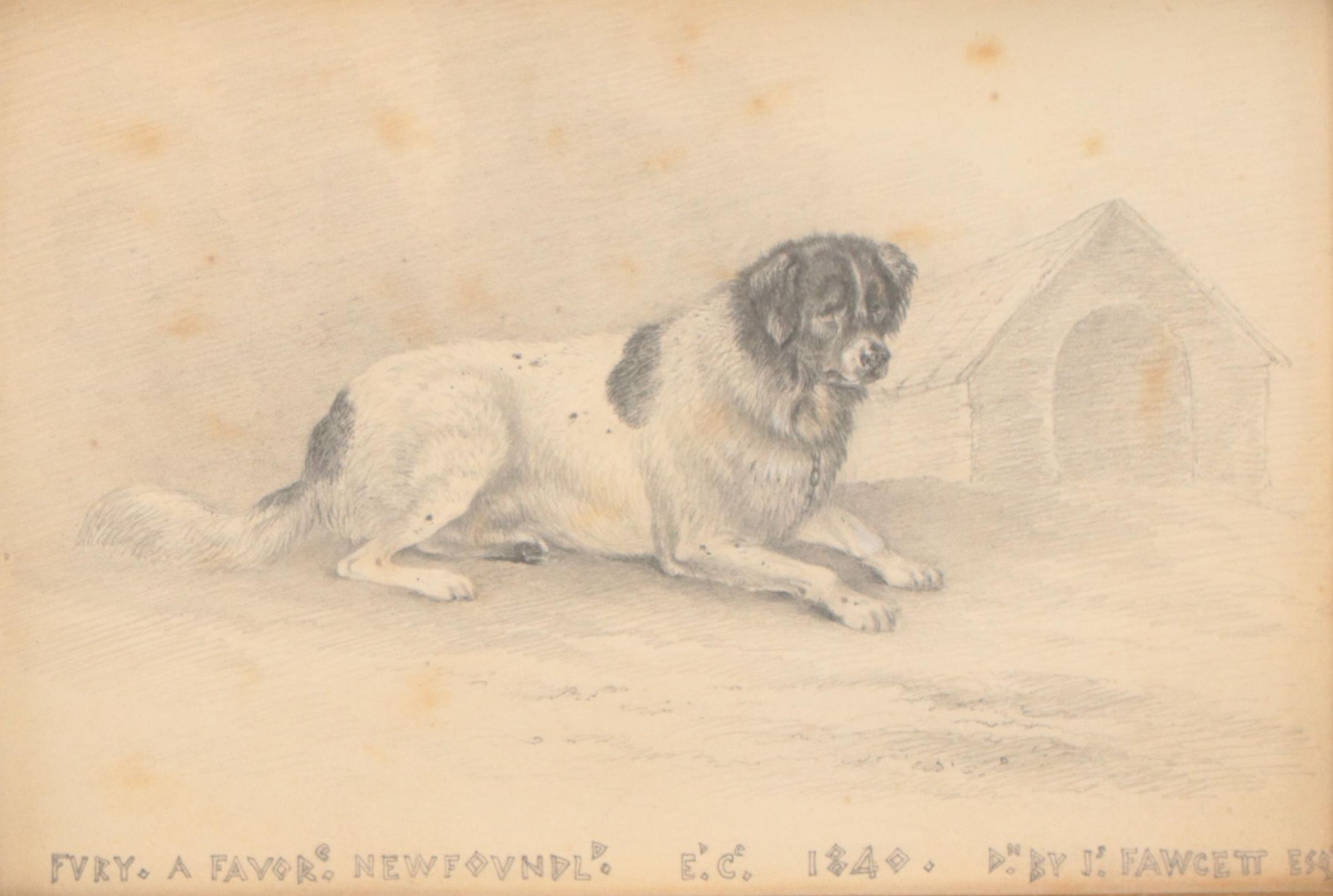 James Fawcett Graphite Drawing "Fury a Favorite Newfoundland," 1840