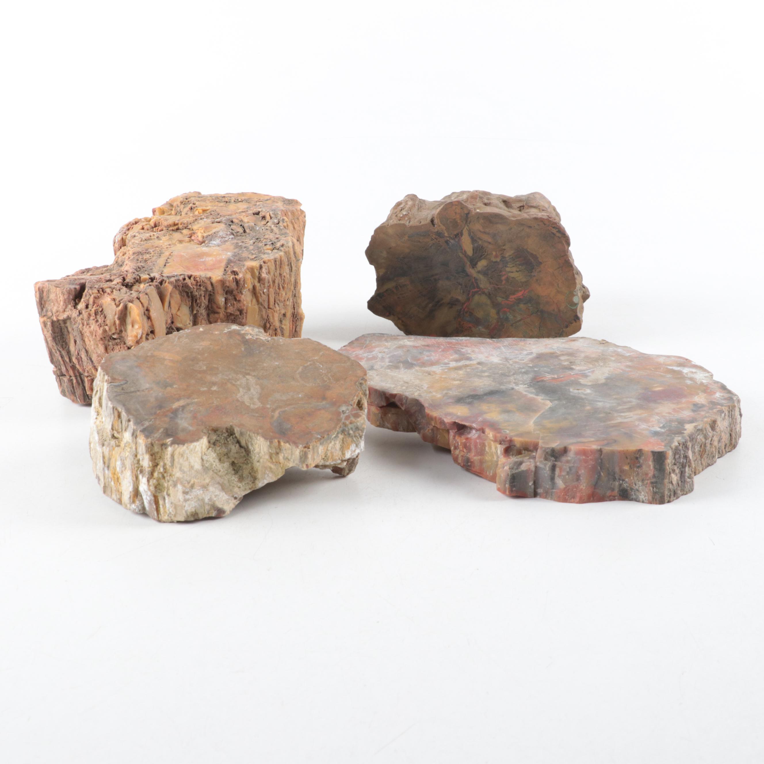 Rough Petrified Wood Specimens